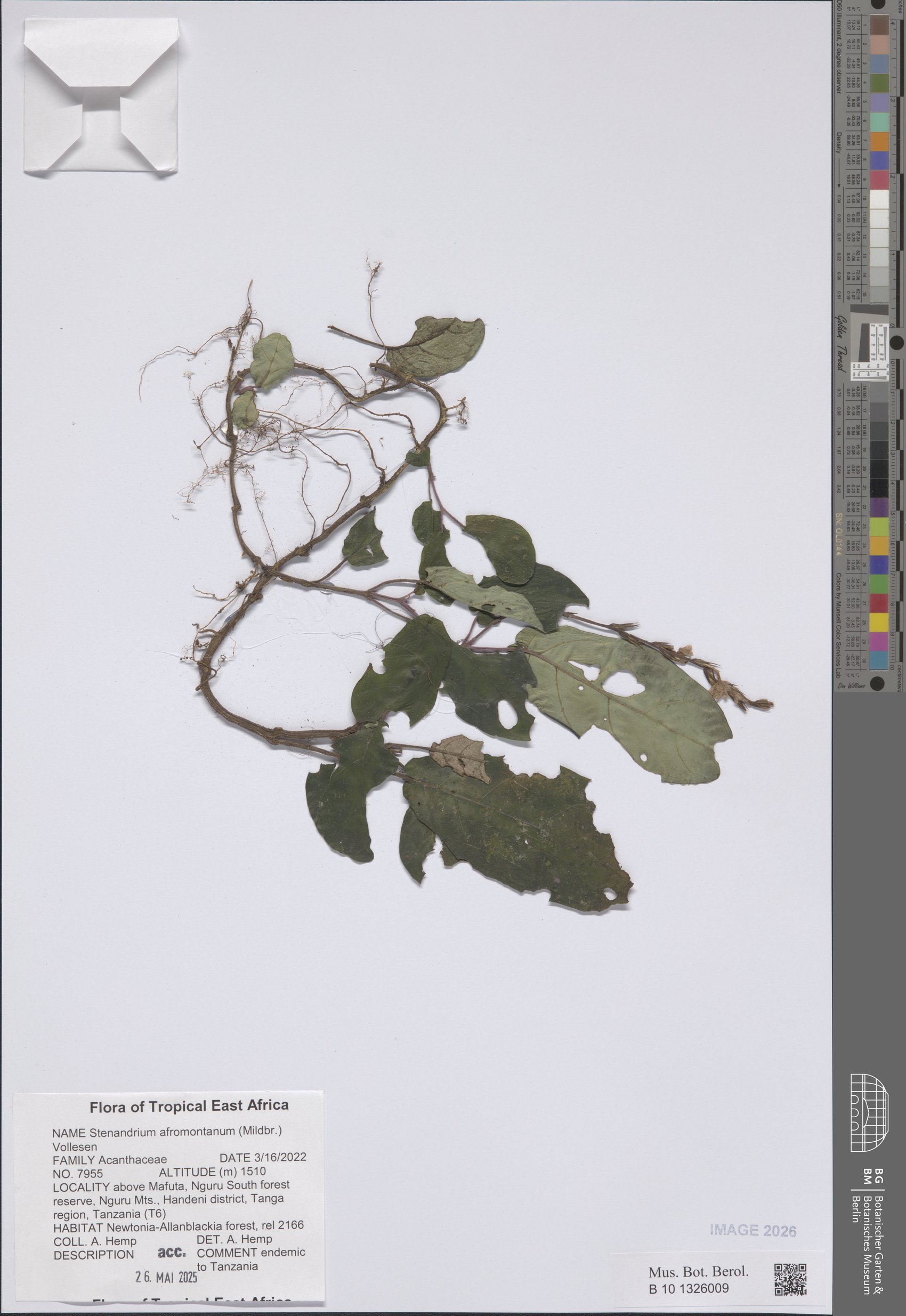 Stenandriopsis afromontana