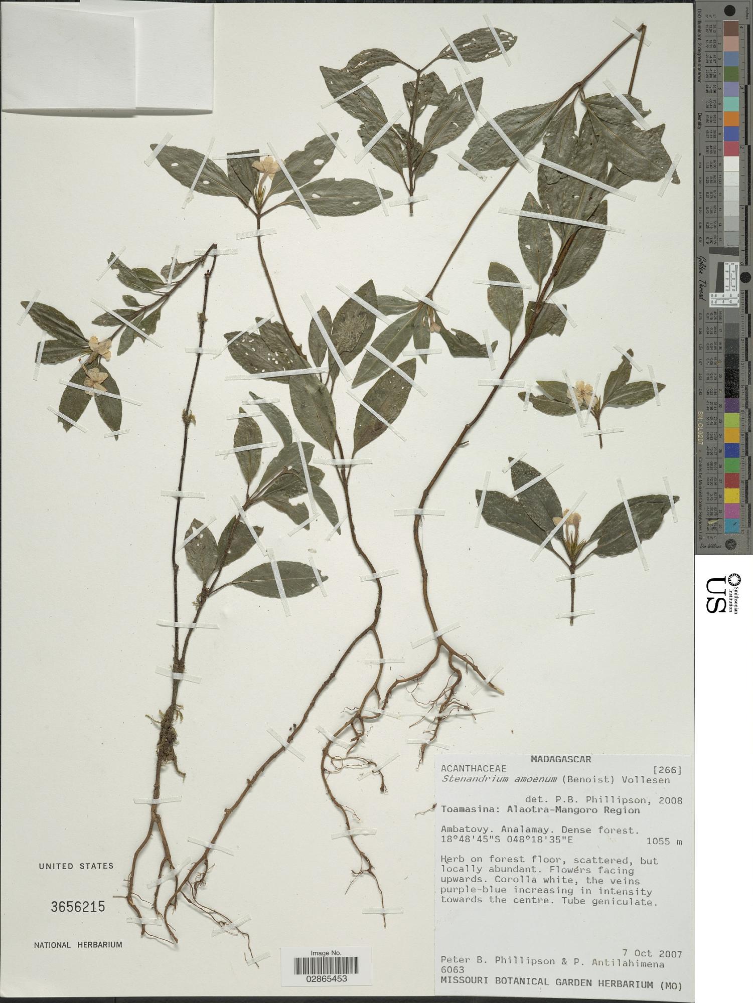 Stenandriopsis amoena