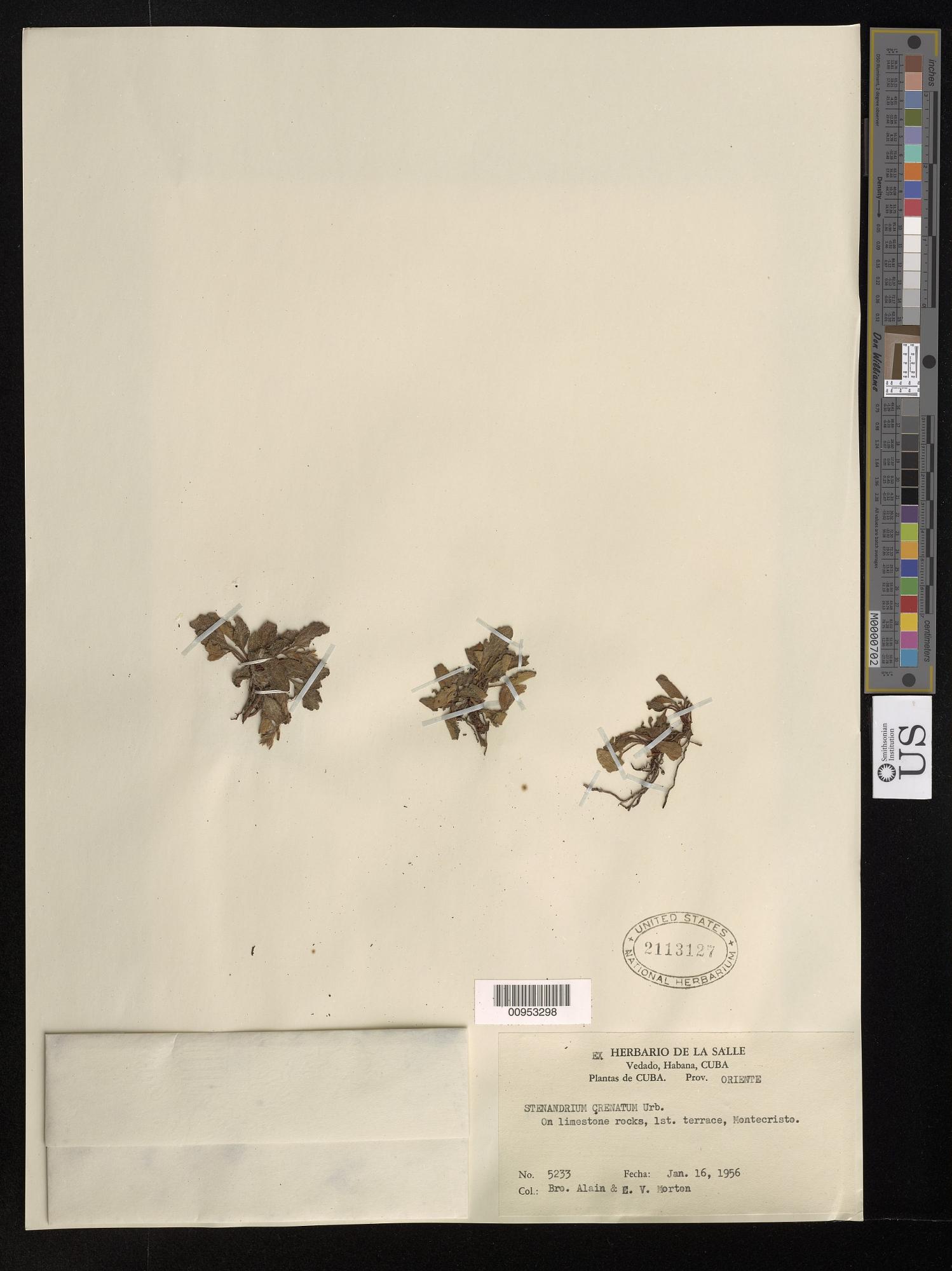 Stenandrium crenatum