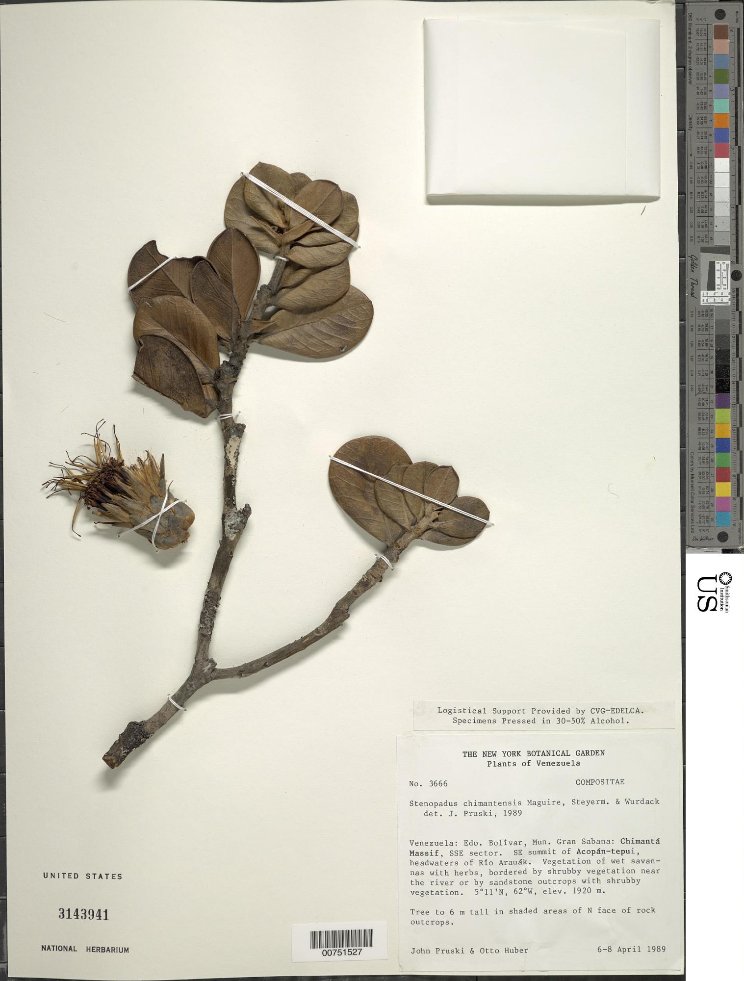 Stenopadus chimantensis