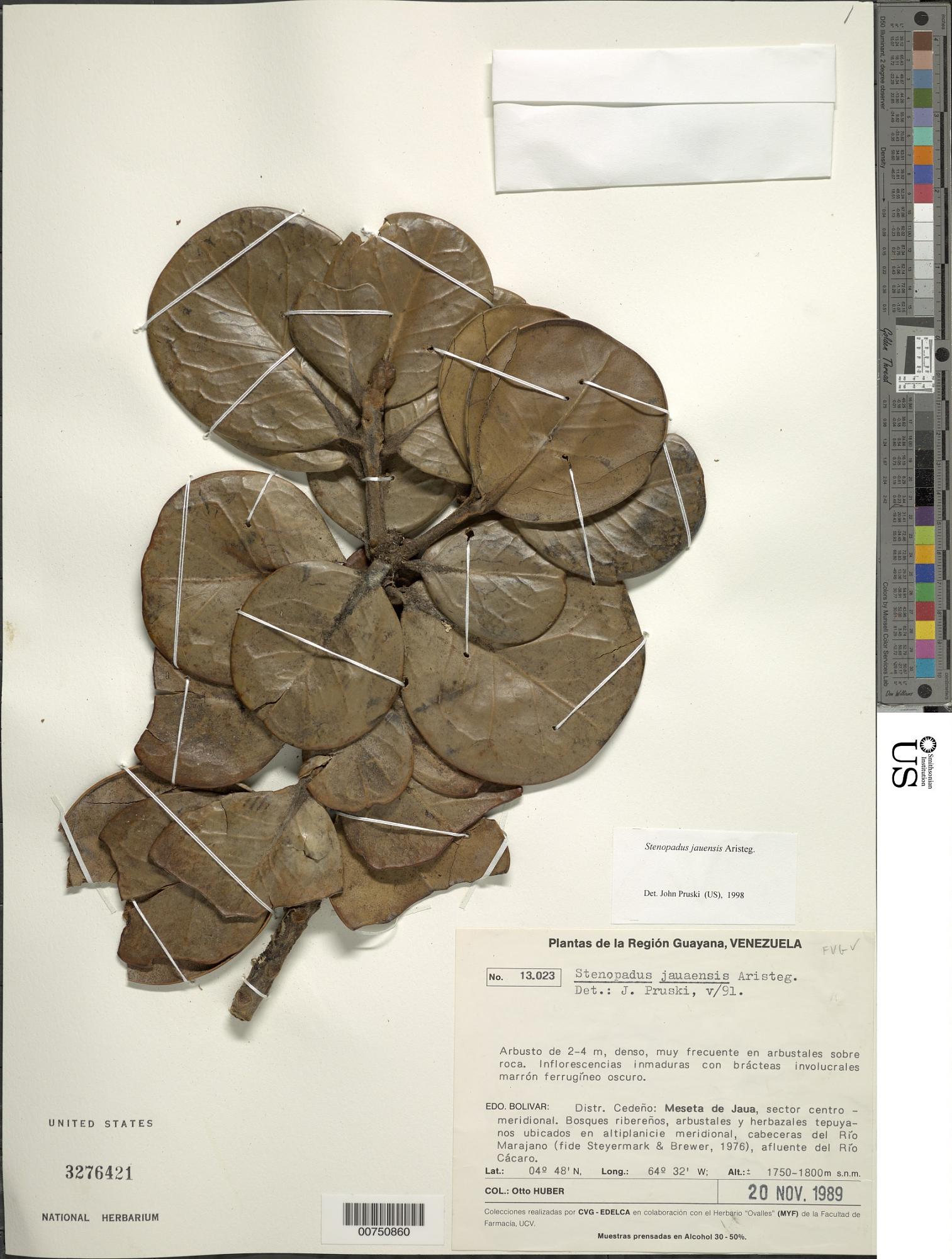 Stenopadus jauensis