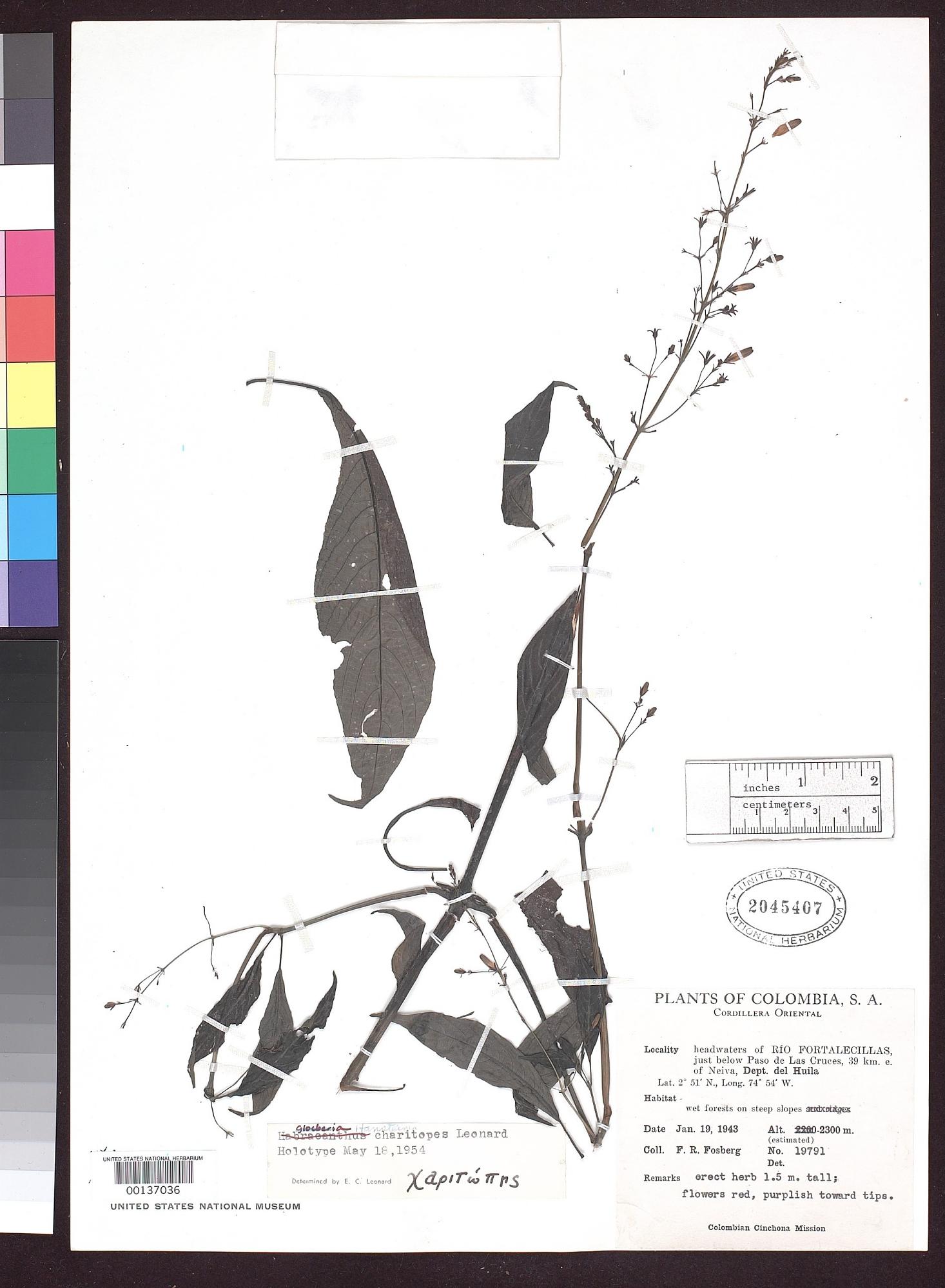 Stenostephanus charitopes