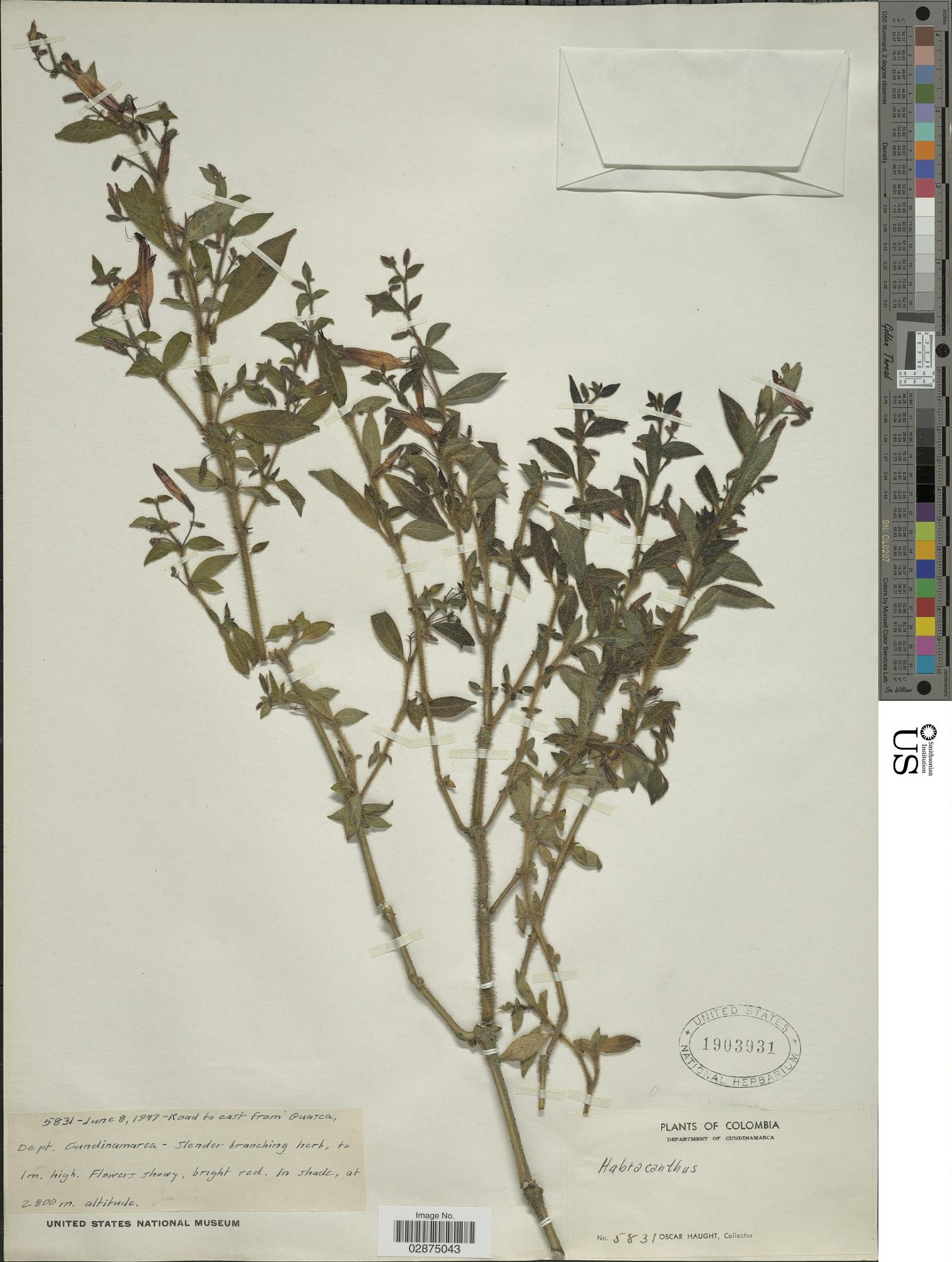Stenostephanus pilosus