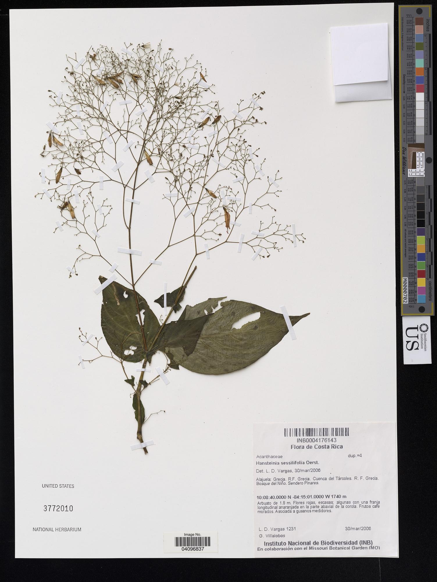 Stenostephanus sessilifolius