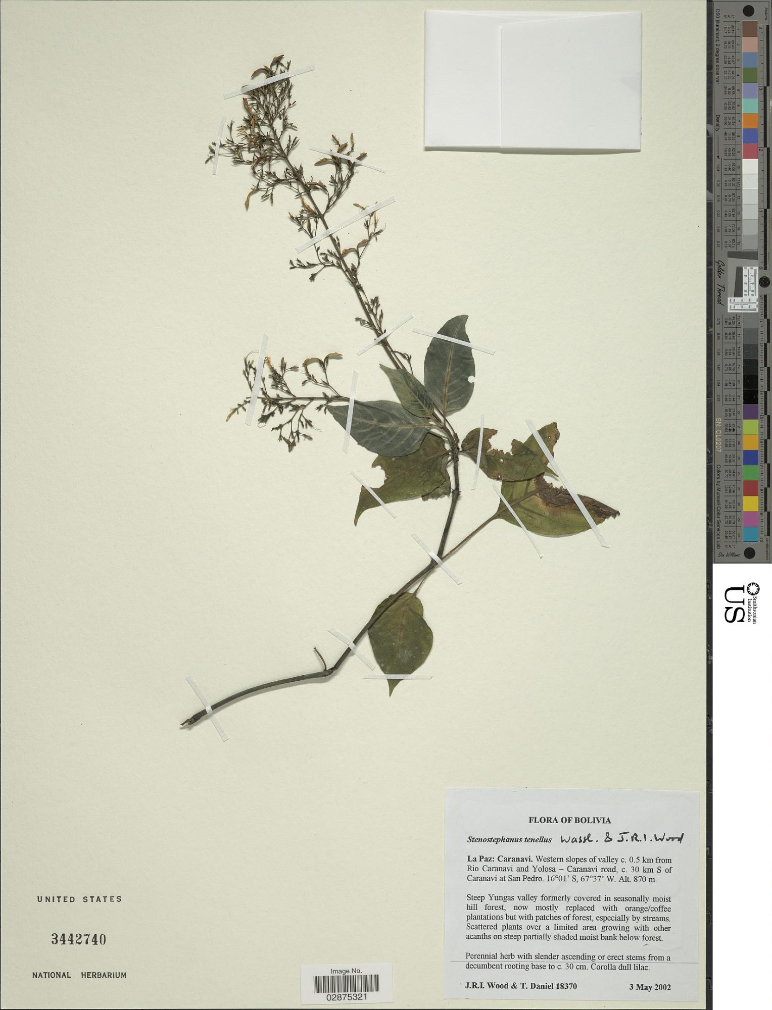 Stenostephanus tenellus
