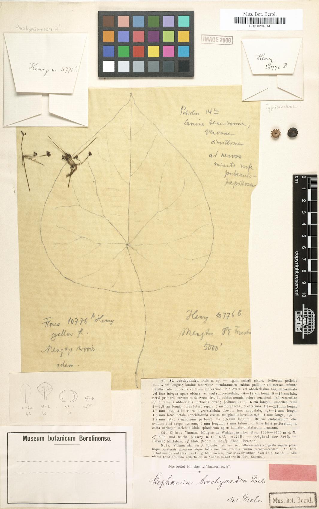 Stephania brachyandra