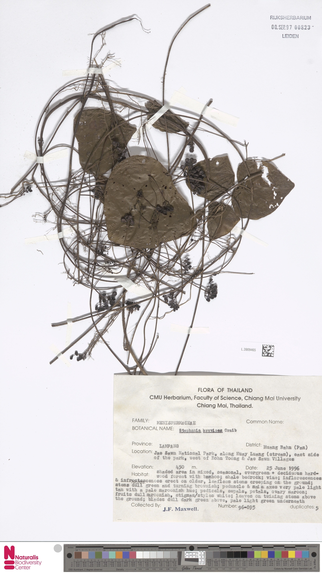 Stephania brevipes