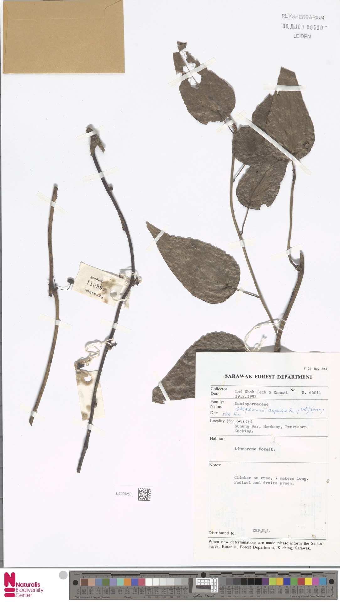 Stephania capitata