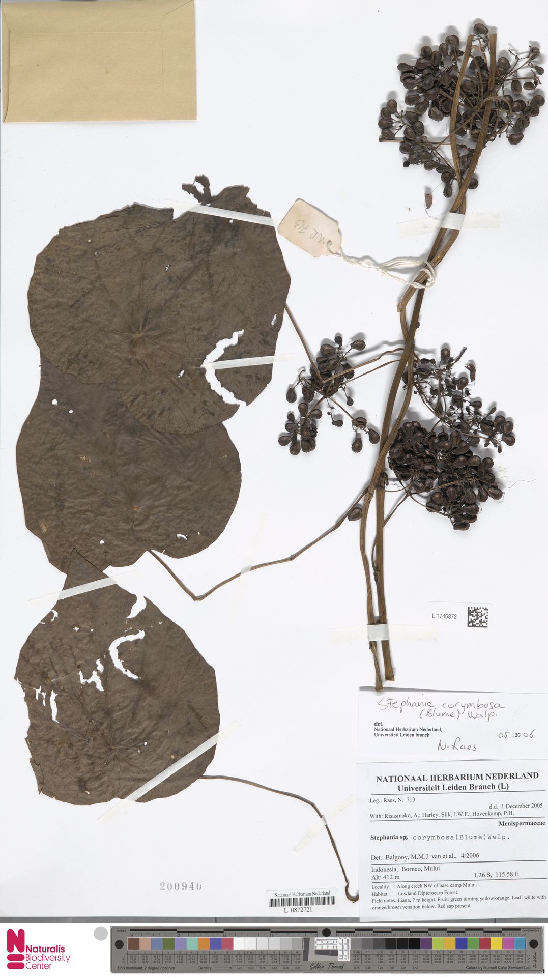 Stephania corymbosa