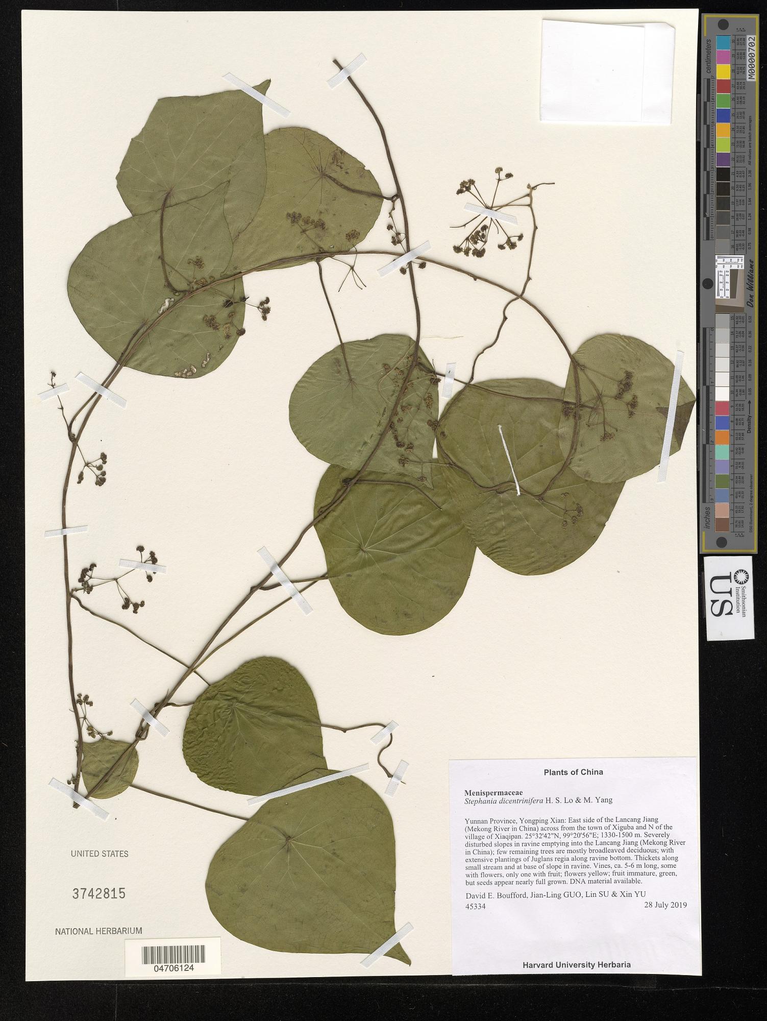 Stephania dicentrinifera