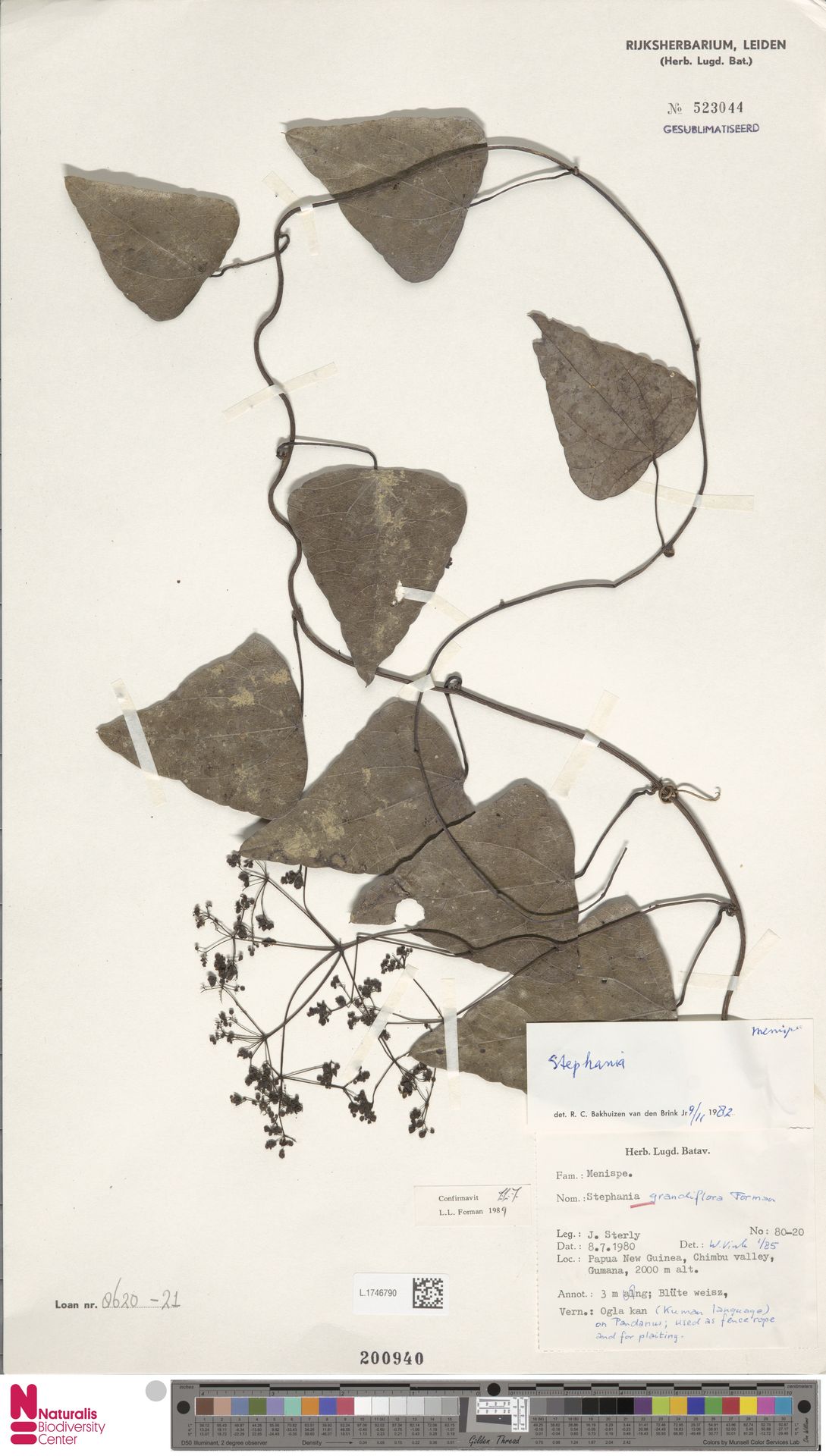 Stephania grandiflora