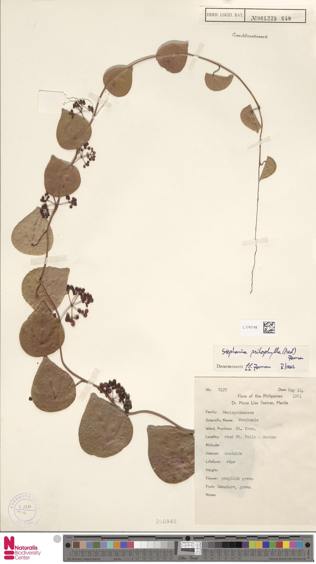 Stephania psilophylla