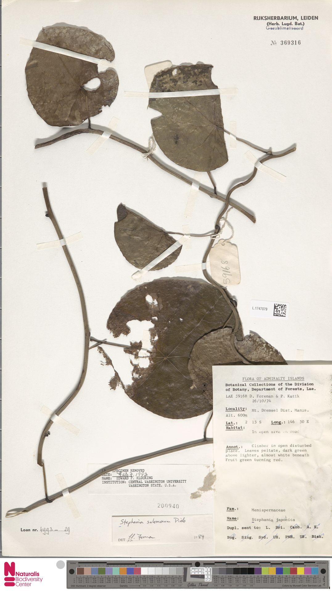Stephania salomonum