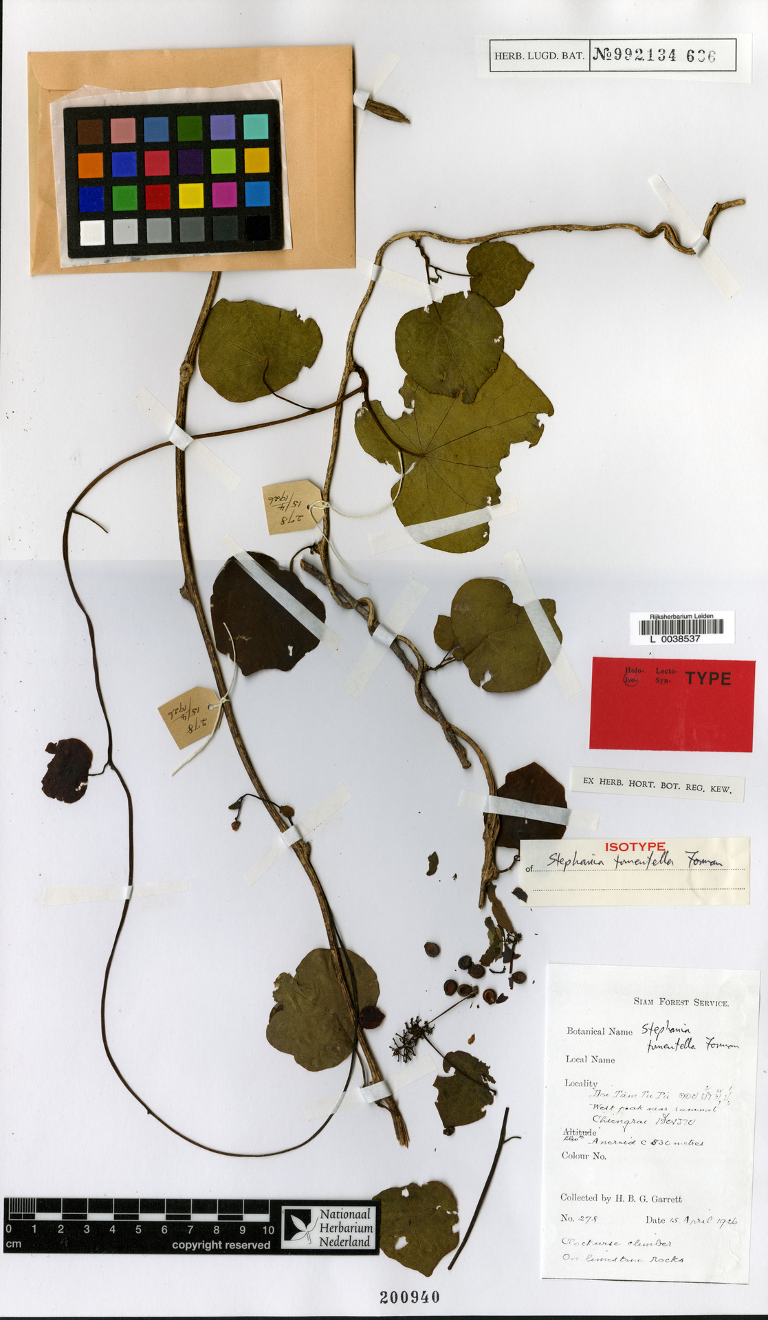 Stephania tomentella