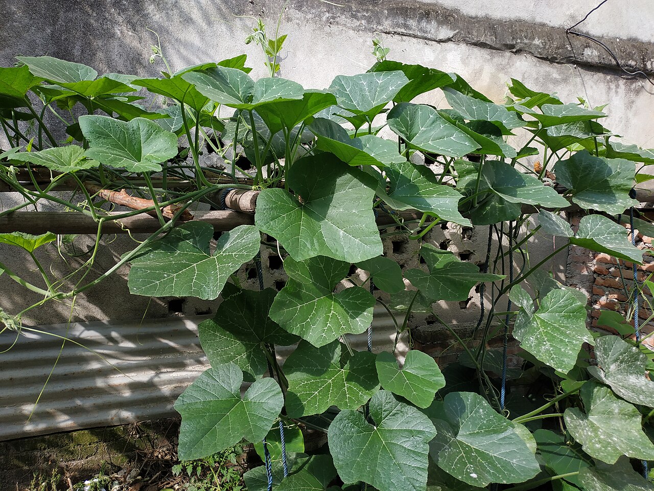 Stephania tuberosa