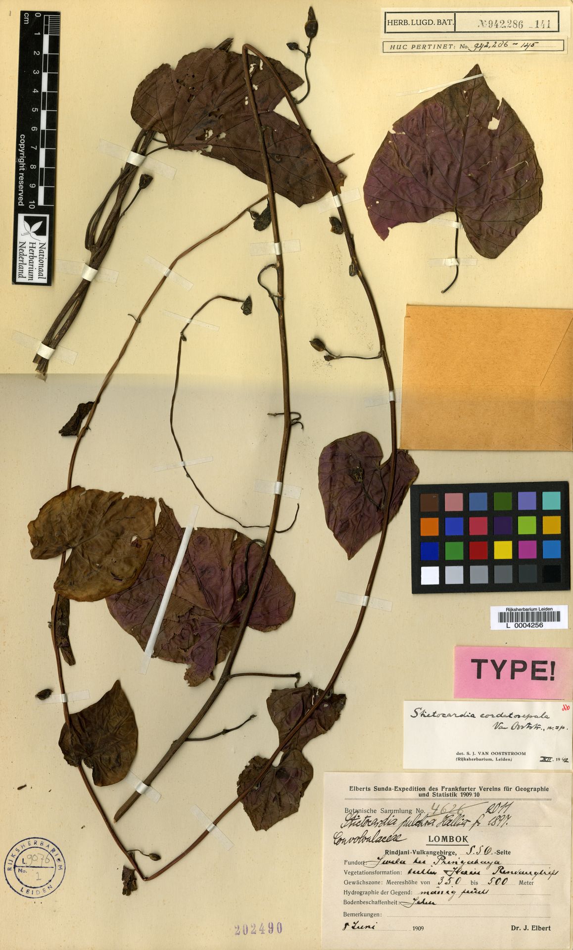 Stictocardia cordatosepala