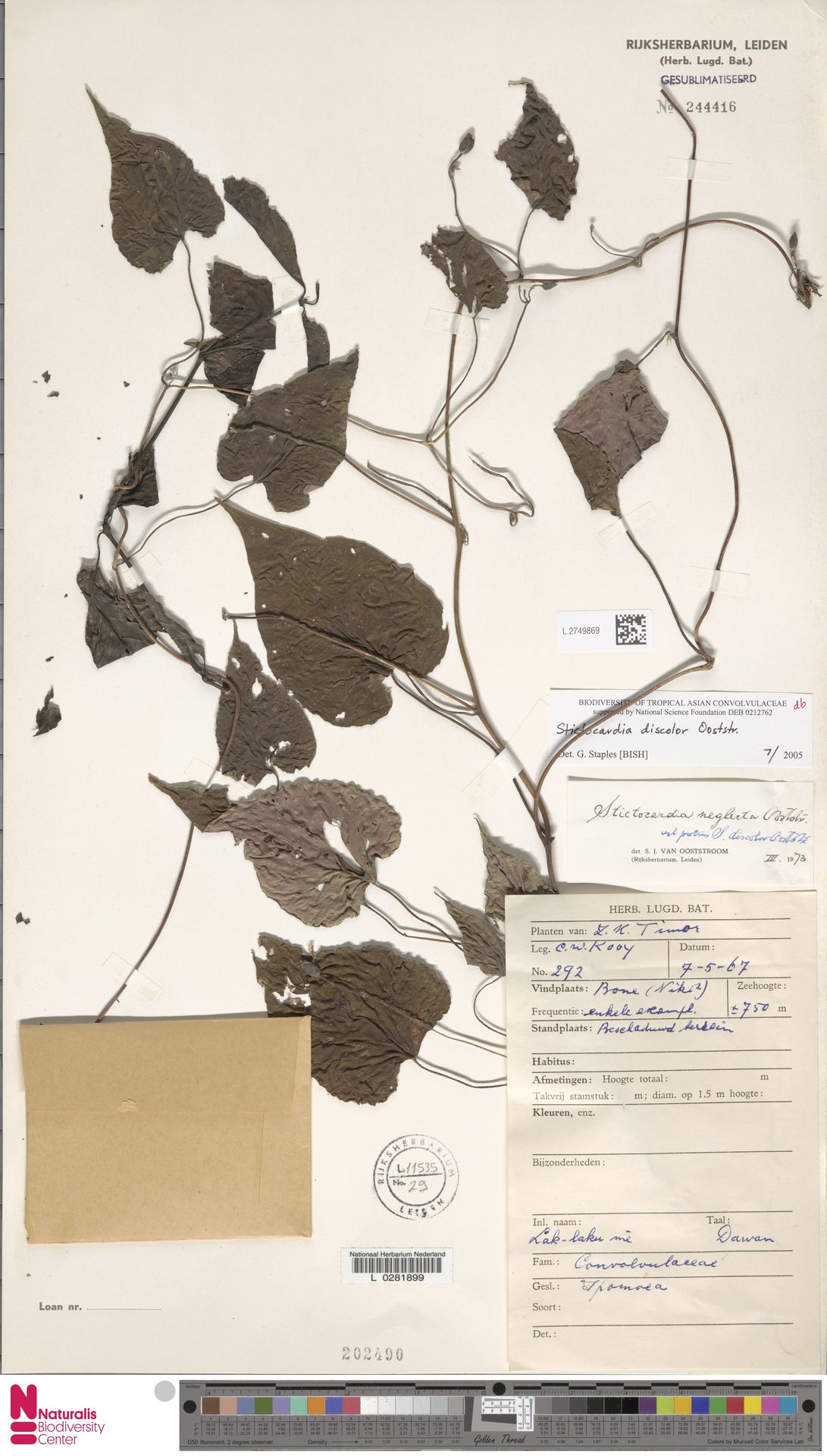 Stictocardia discolor