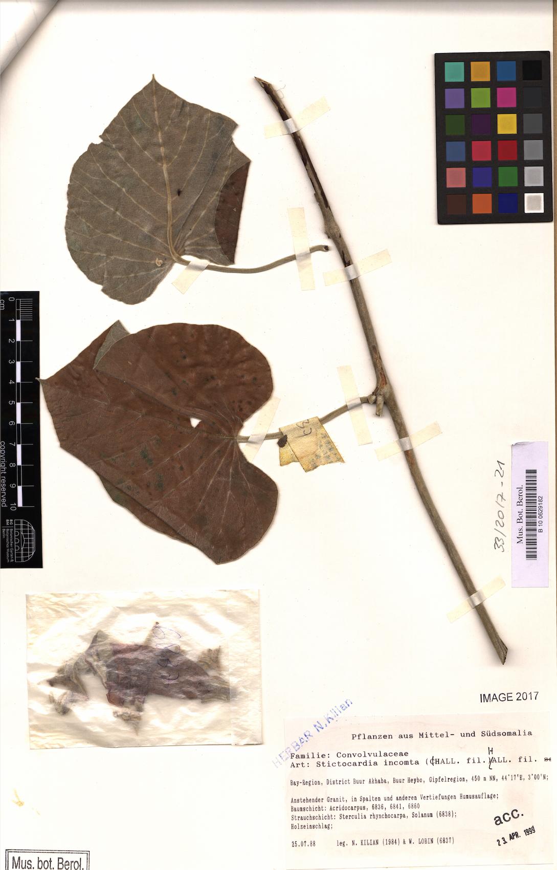 Stictocardia incomta