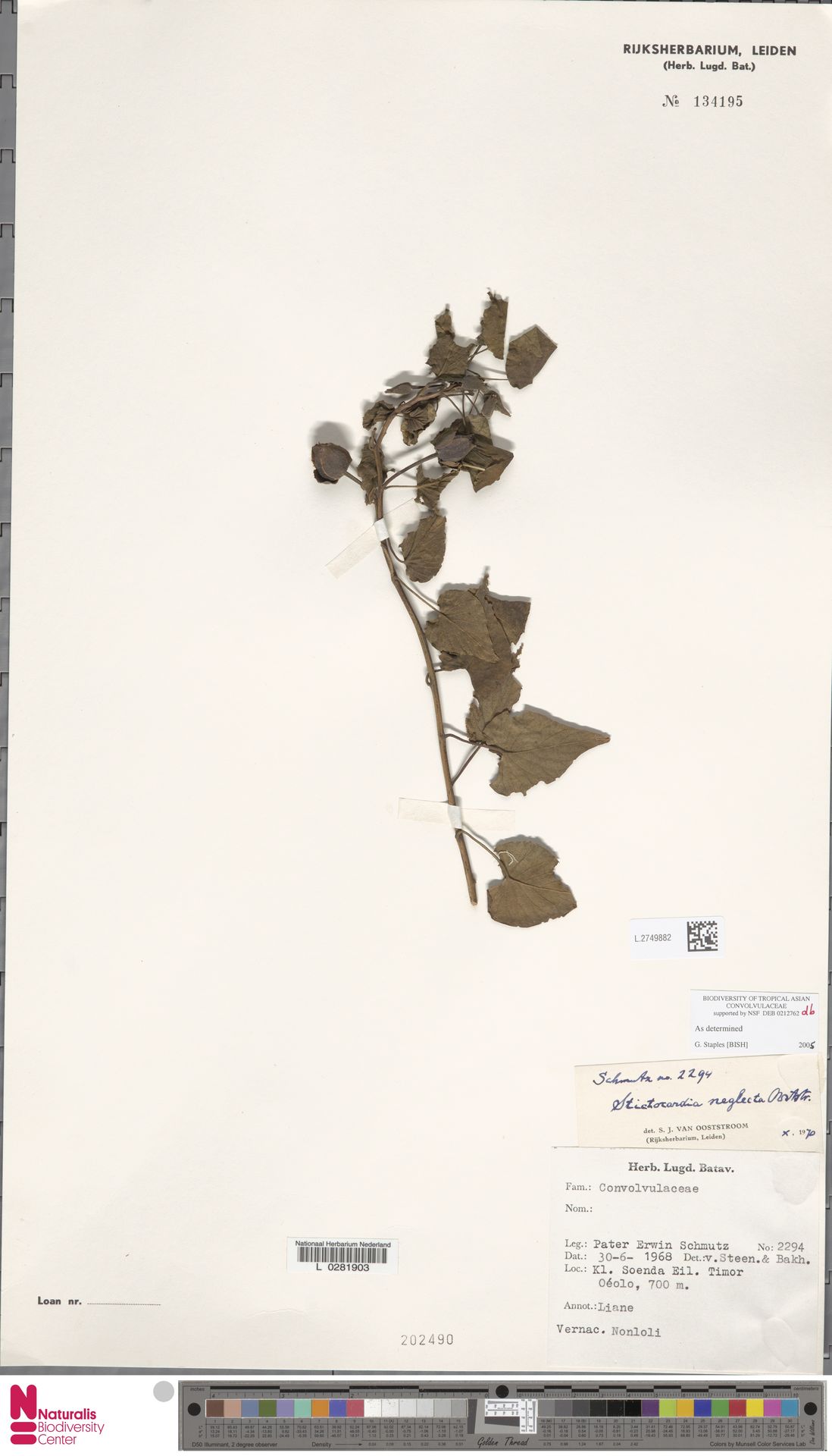 Stictocardia neglecta