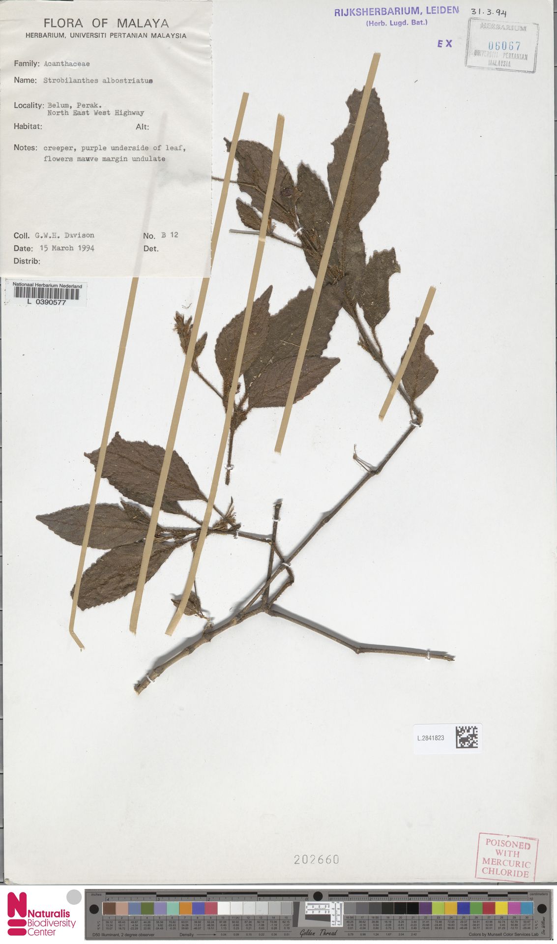 Strobilanthes albostriata