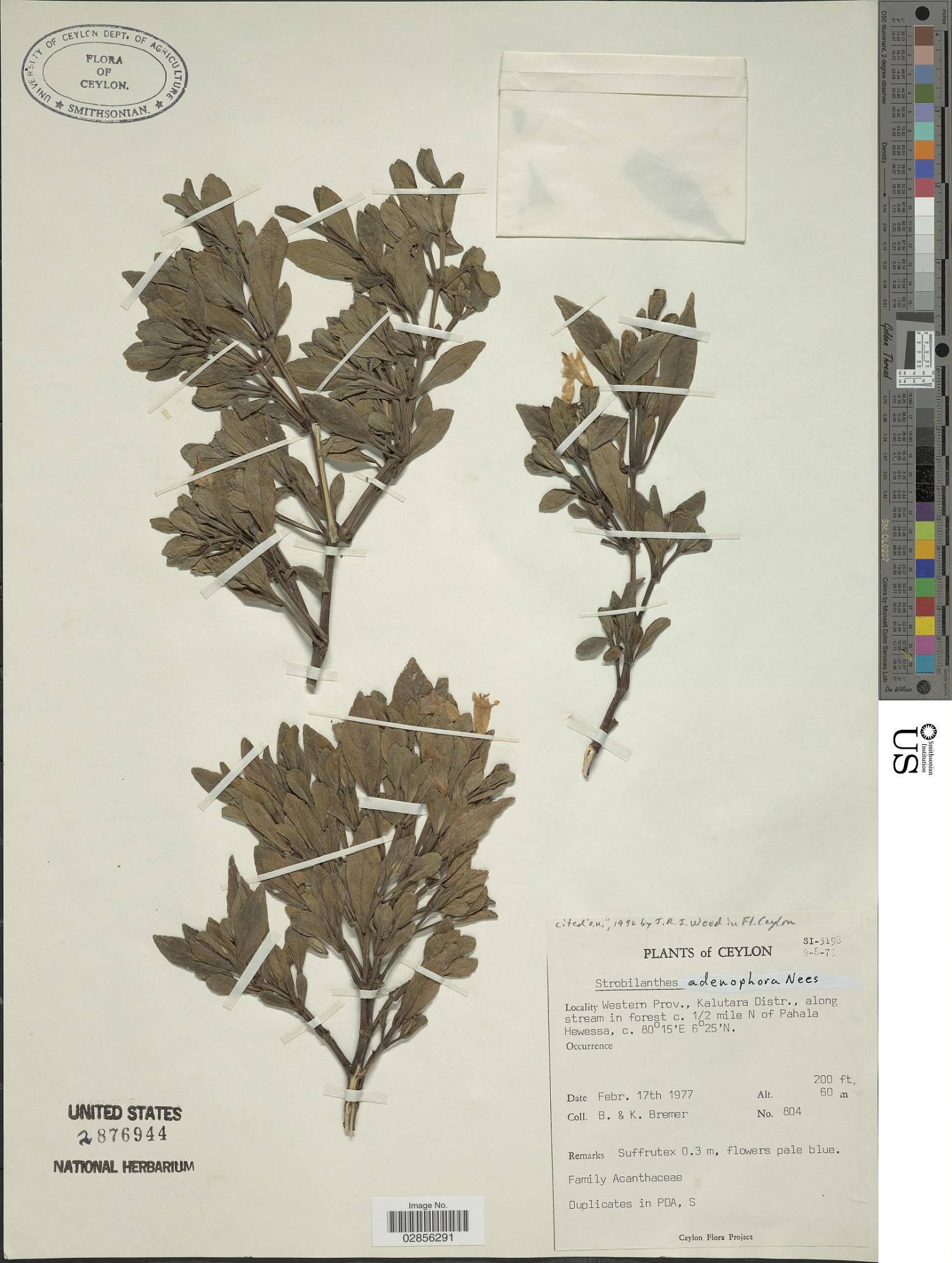Strobilanthes anamallaica