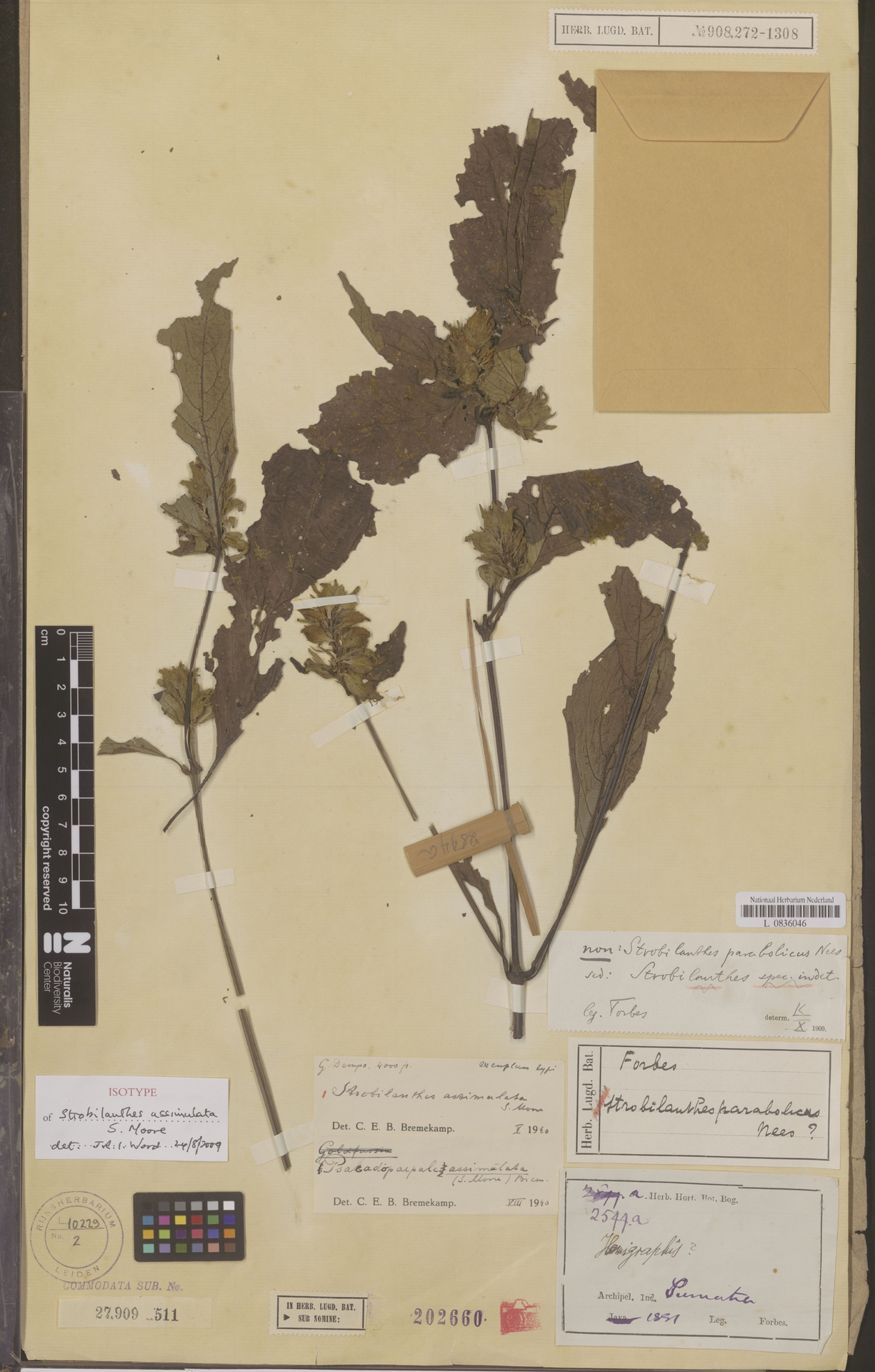 Strobilanthes assimulata