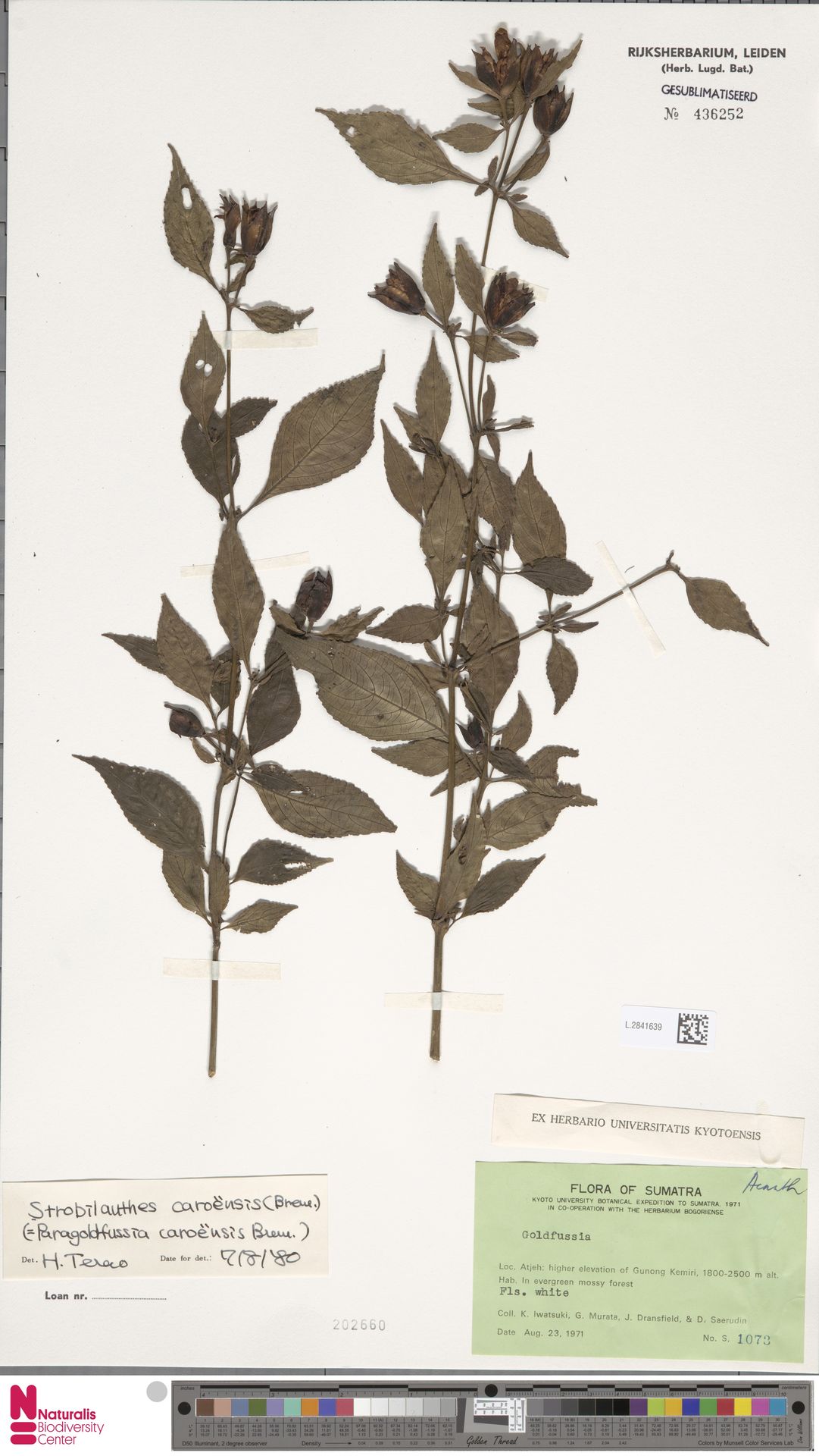 Strobilanthes barisanensis