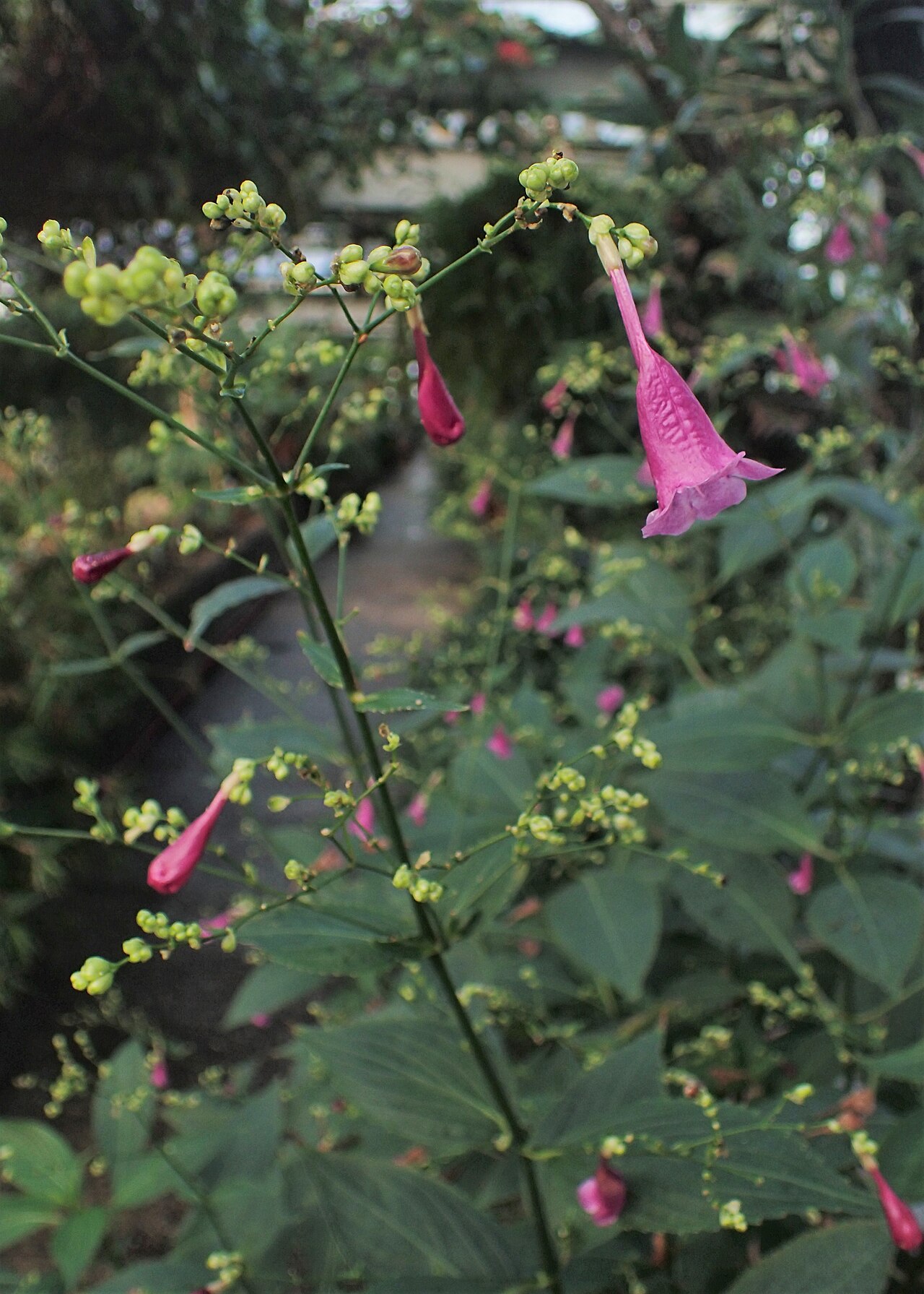 Strobilanthes cystolithigera