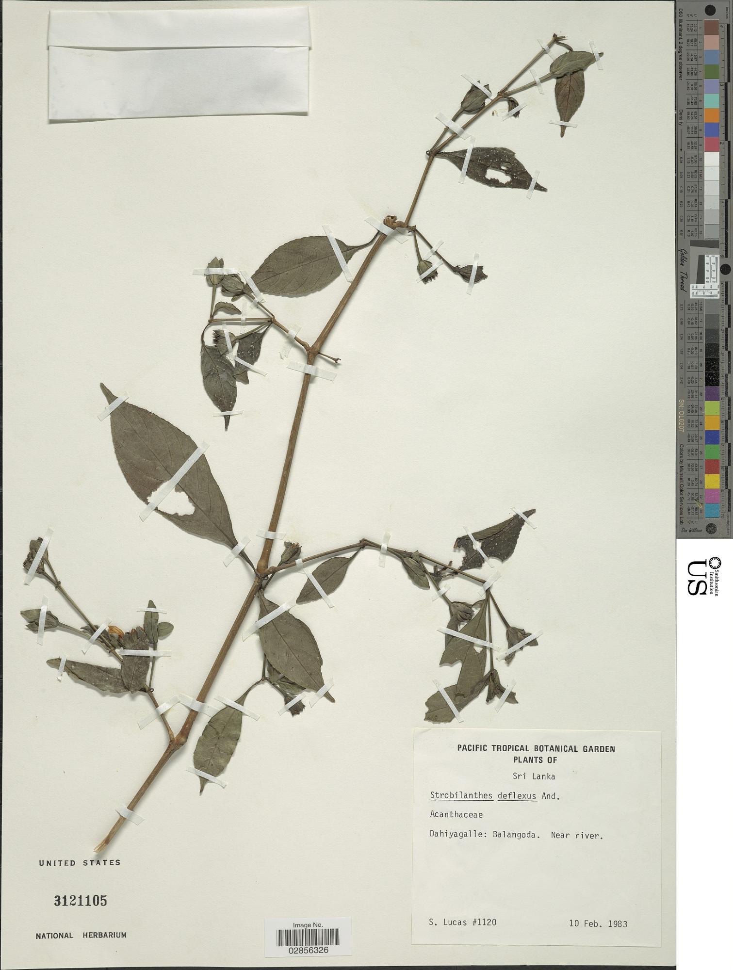 Strobilanthes deflexa