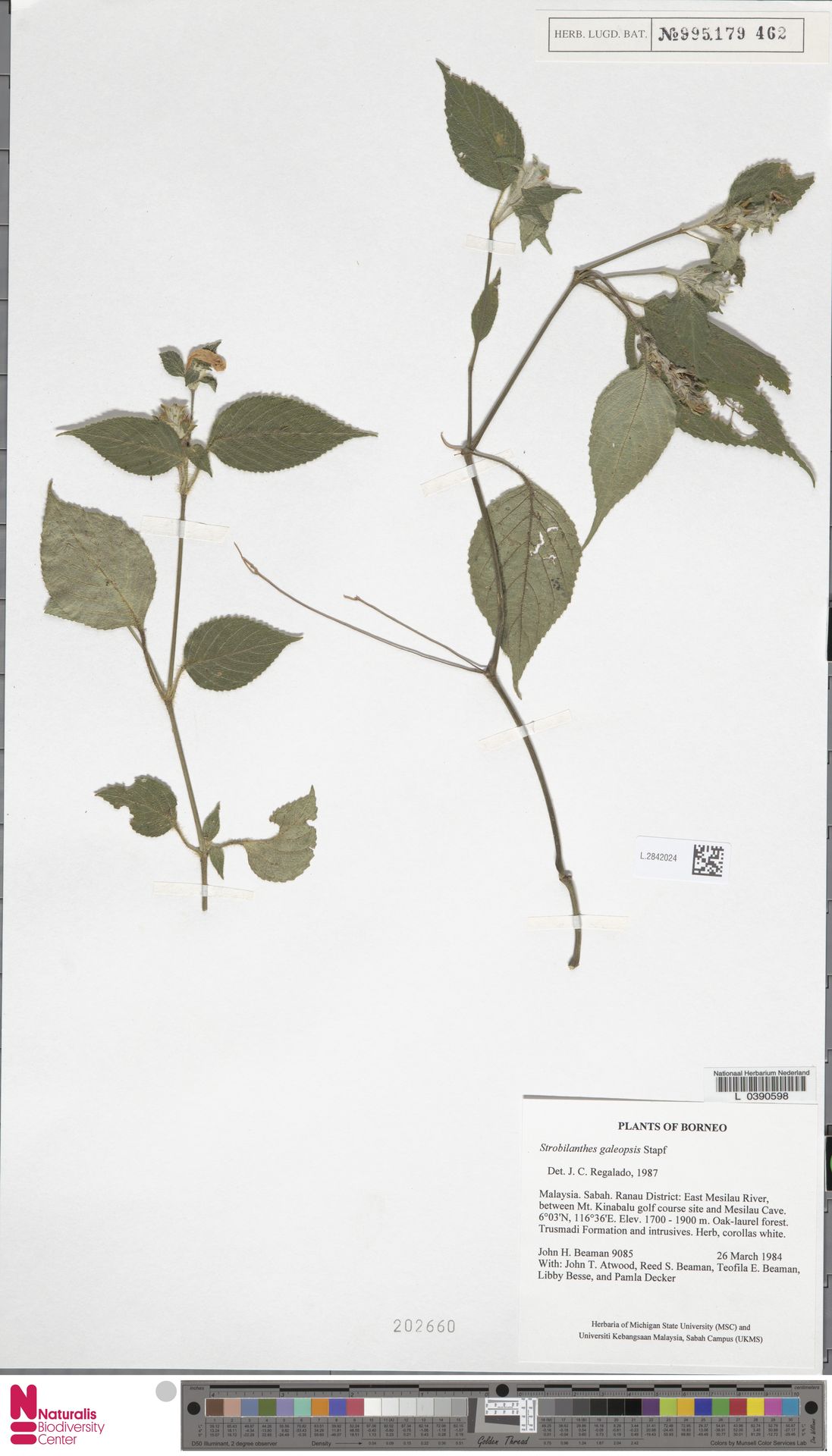 Strobilanthes galeopsis