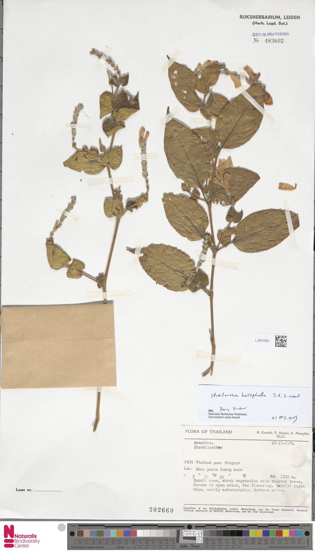 Strobilanthes heliophila