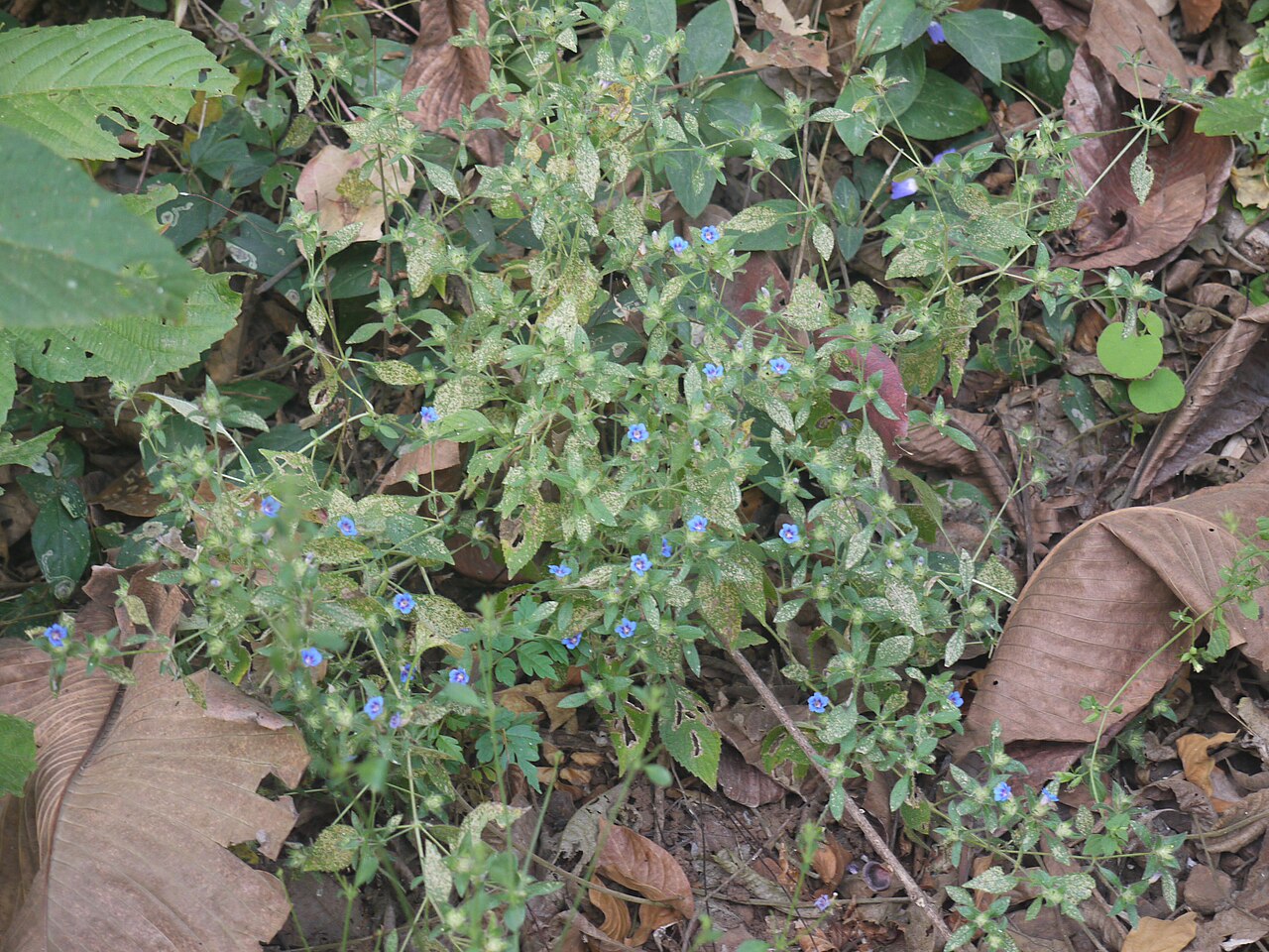Strobilanthes latebrosa