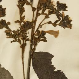 Strobilanthes parryorum