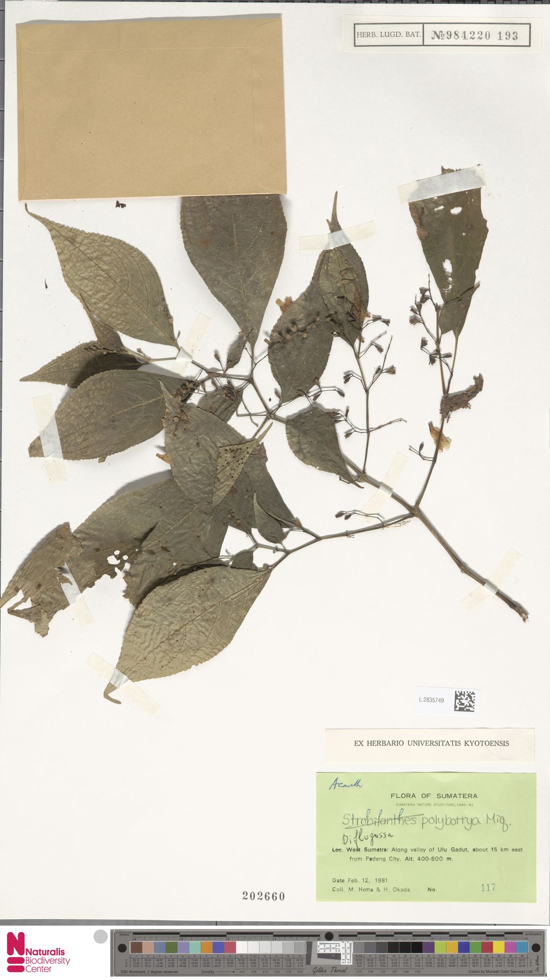 Strobilanthes polybotrya