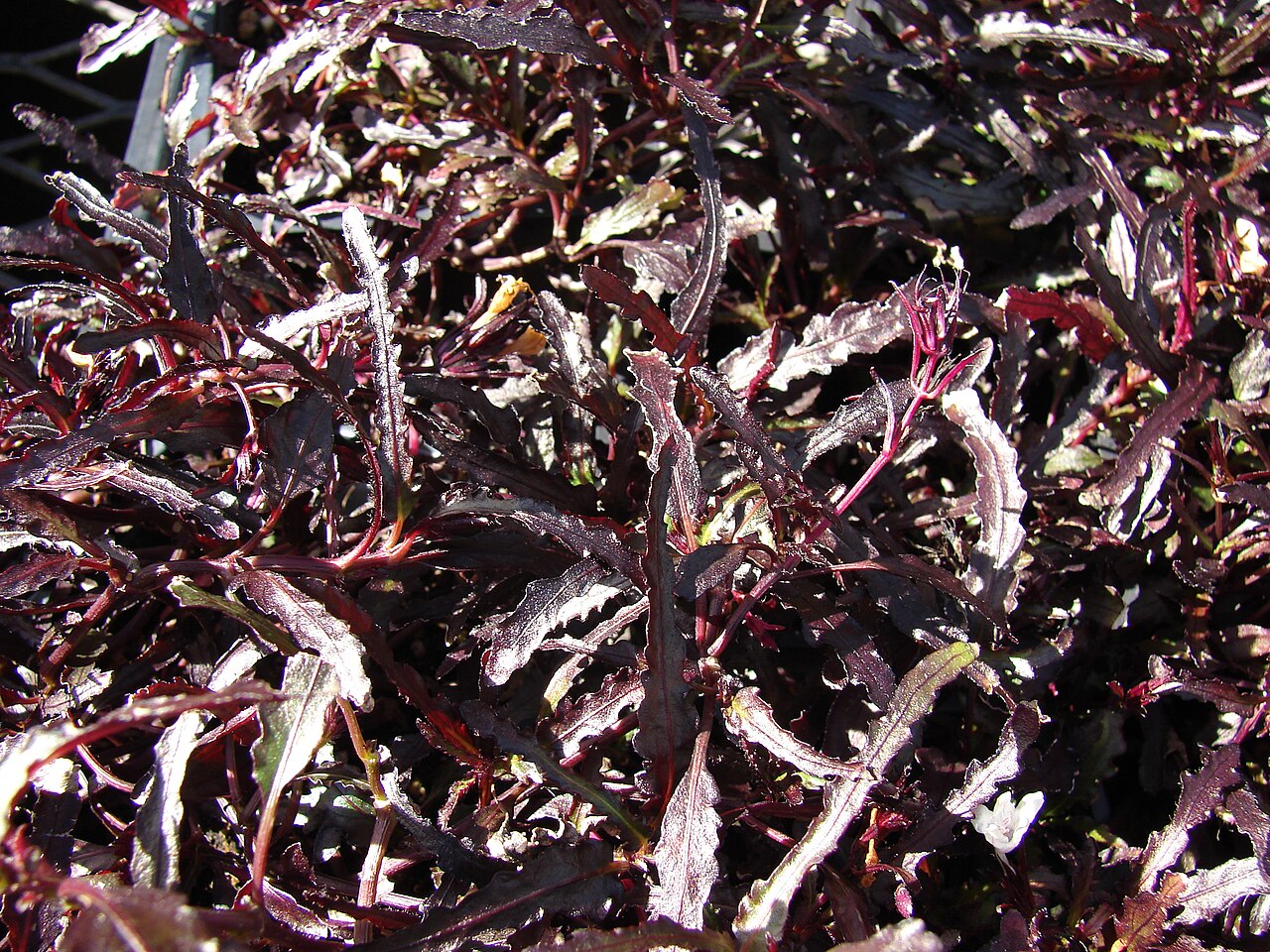 Strobilanthes repanda