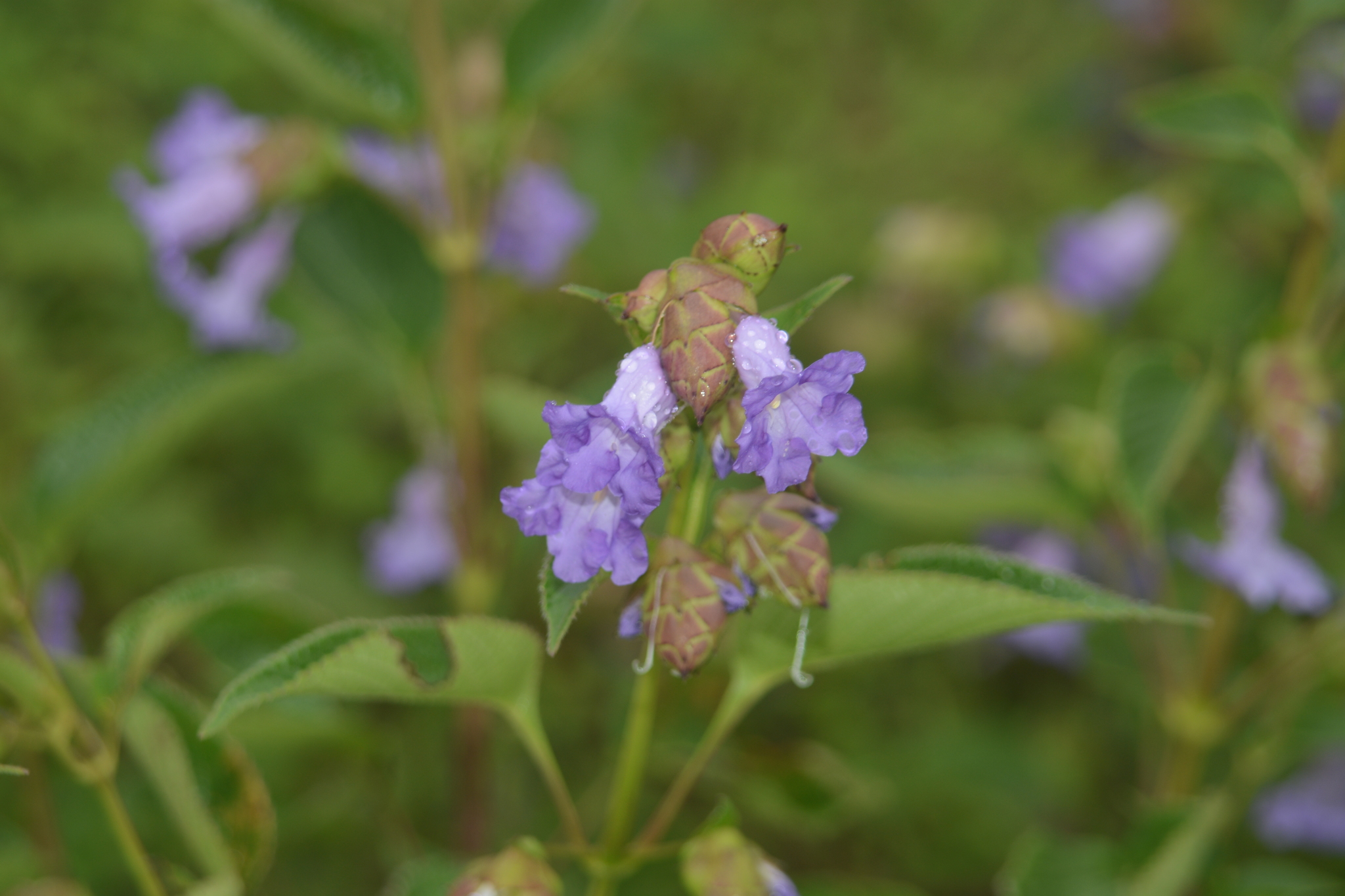 Strobilanthes reticulata