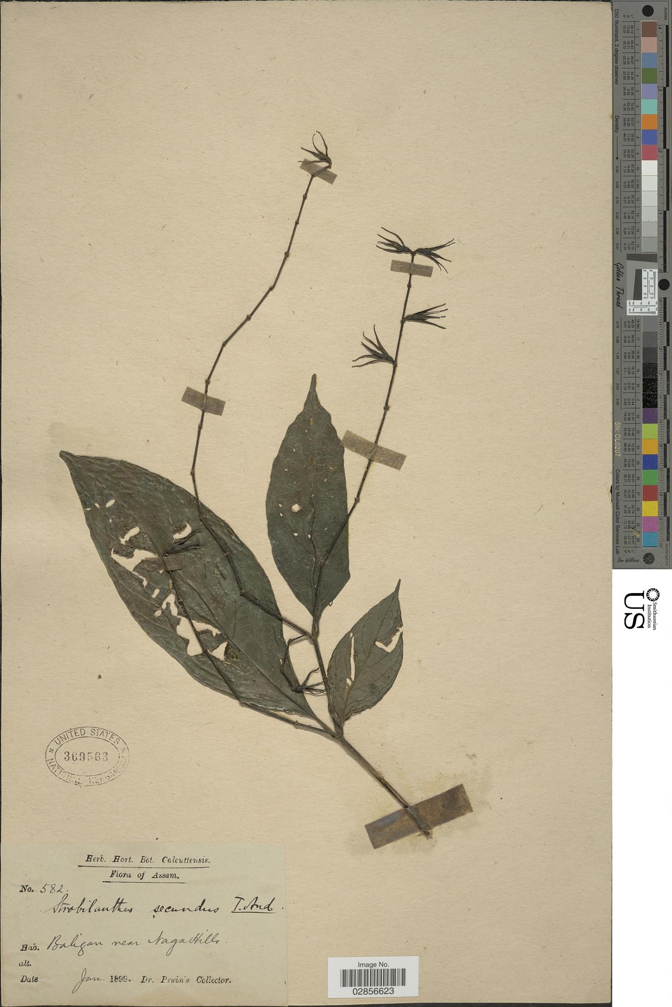 Strobilanthes secunda