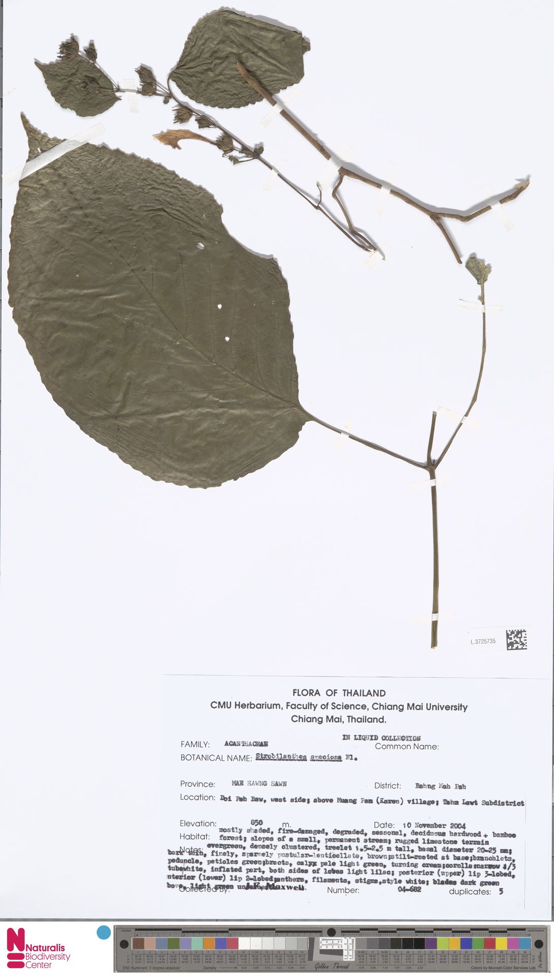 Strobilanthes speciosa