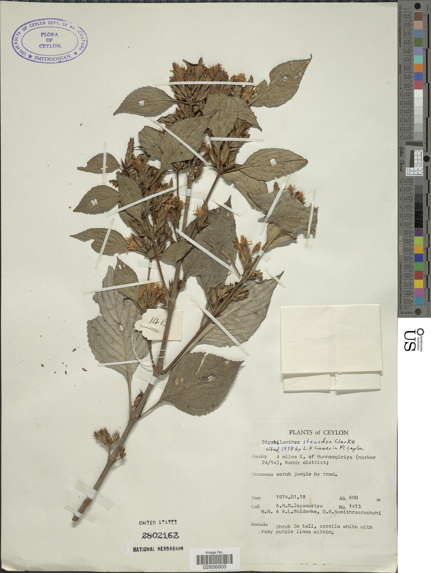 Strobilanthes stenodon