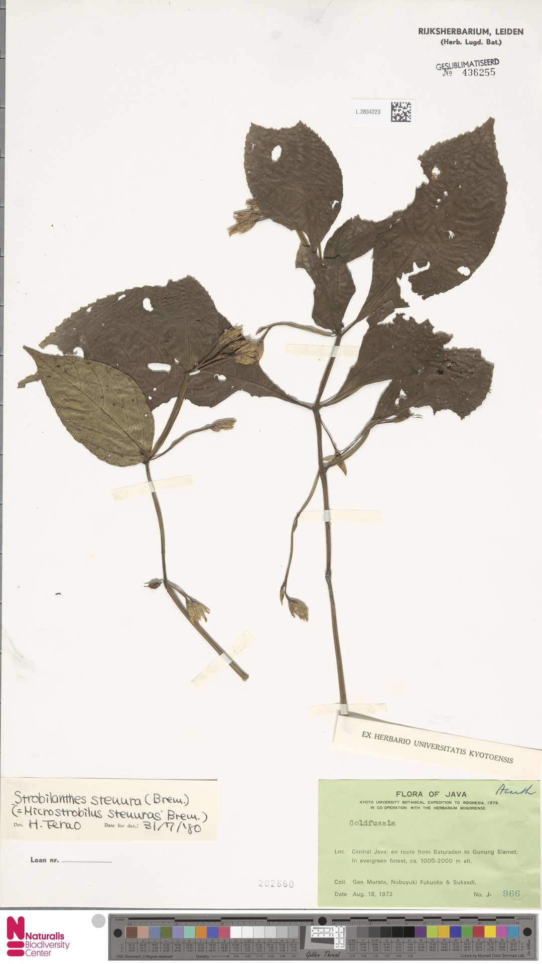 Strobilanthes stenura