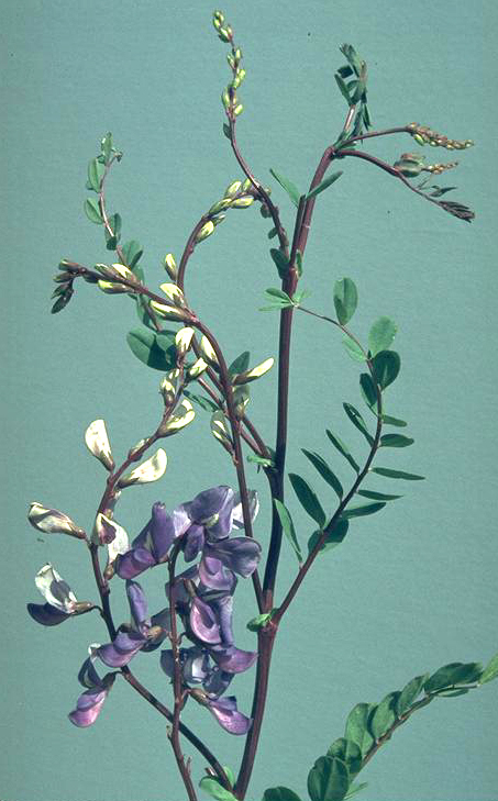 Swainsona colutoides