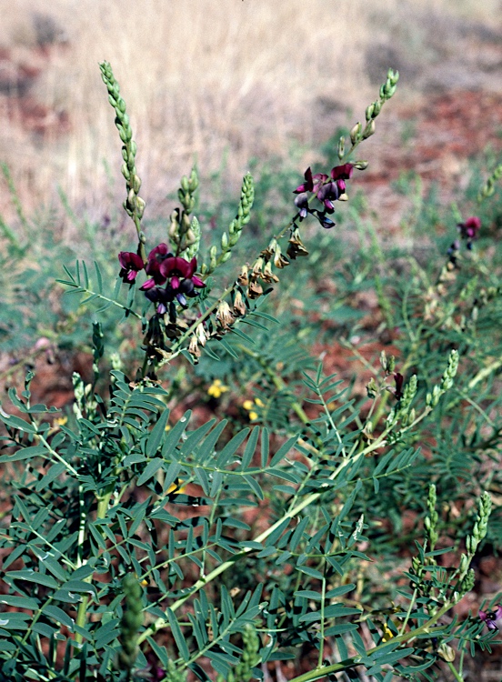 Swainsona laciniata