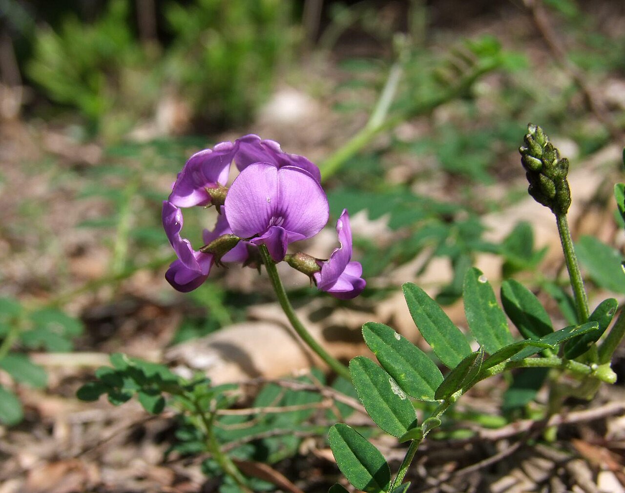 Swainsona lessertiifolia