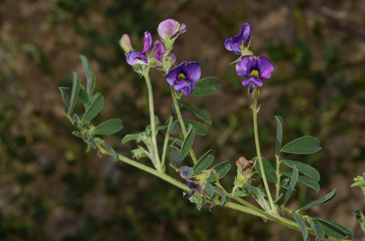 Swainsona oligophylla