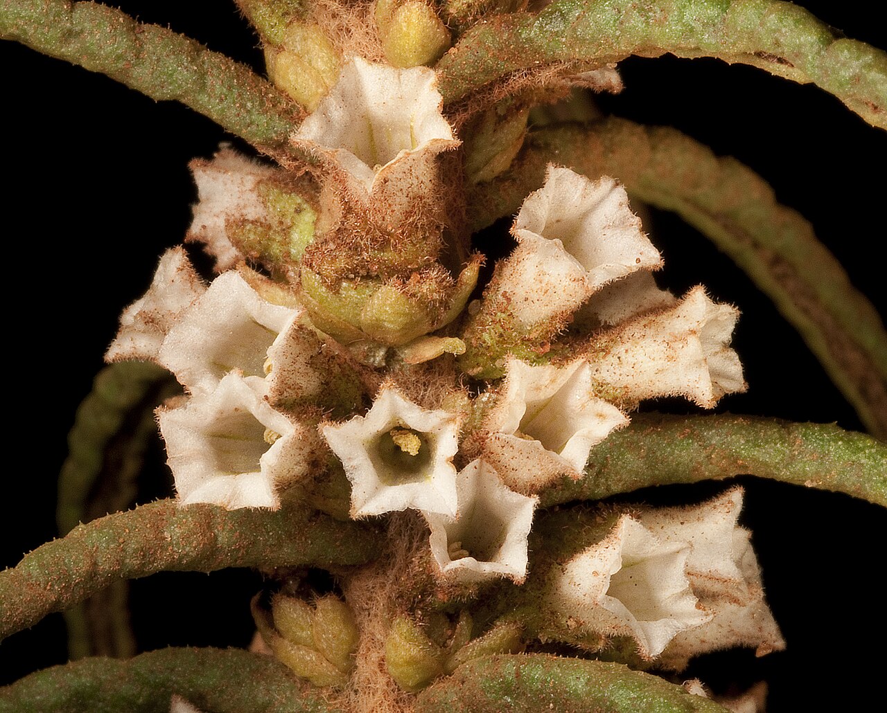Symonanthus aromaticus