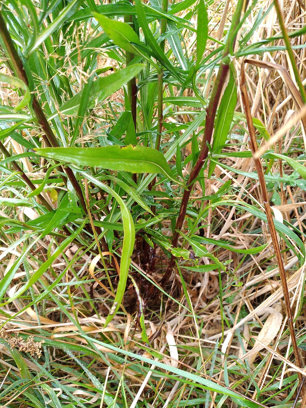 Symphyotrichum subulatus