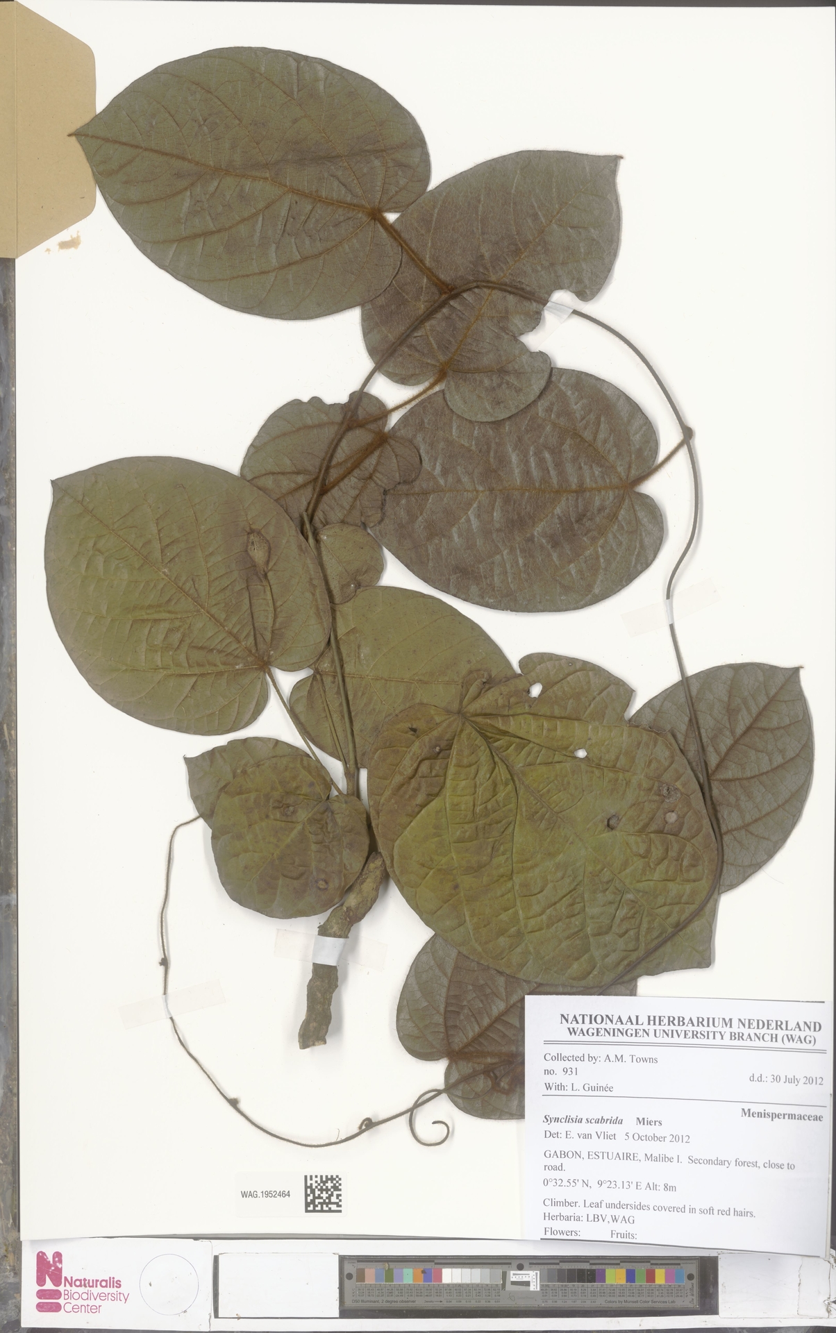 Synclisia scabrida