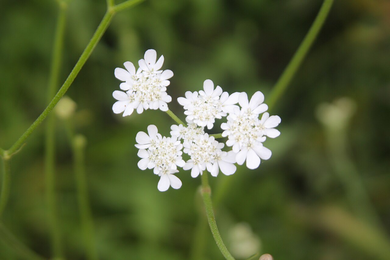 Synelcosciadium carmeli