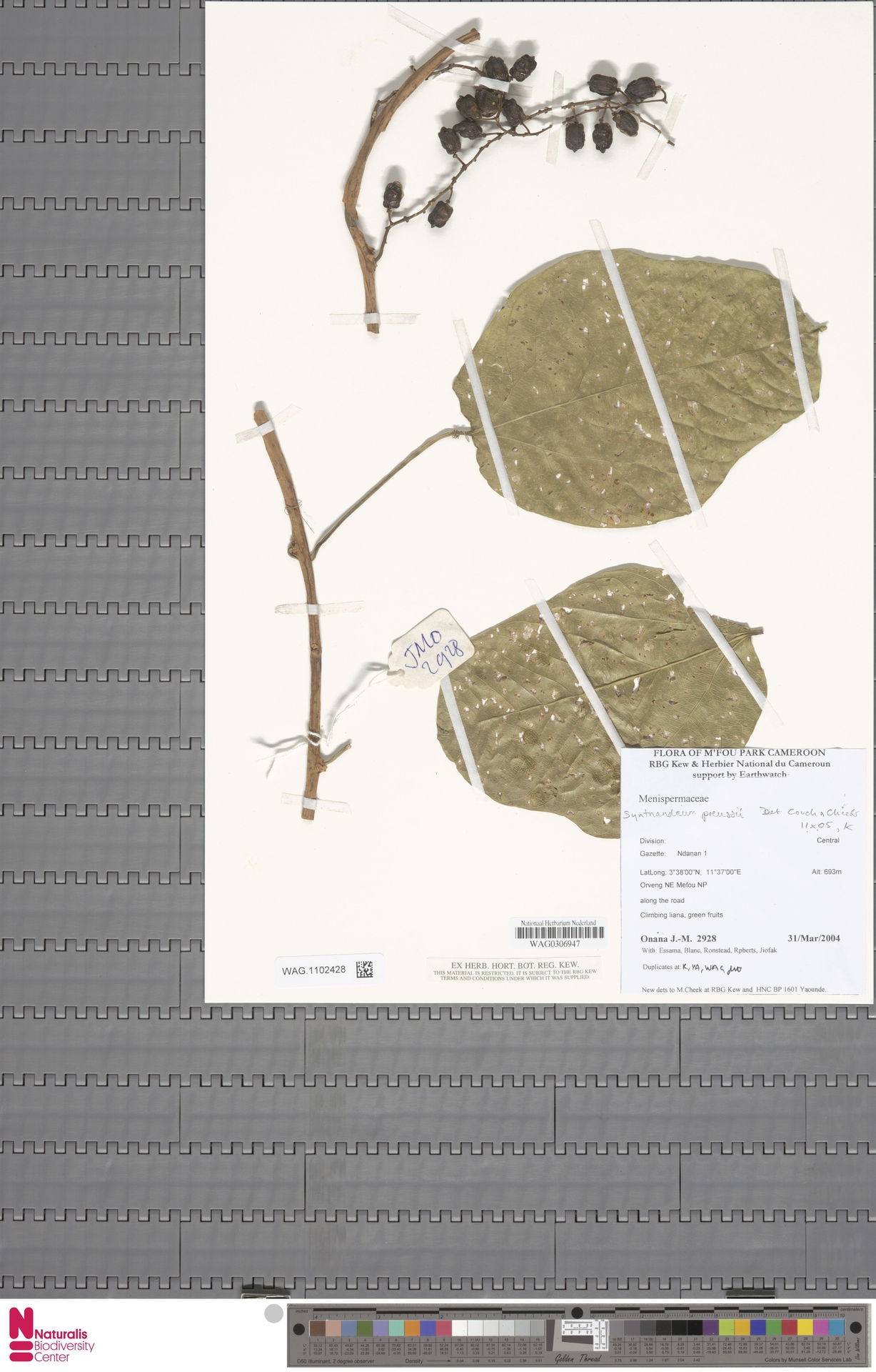 Syntriandrium preussii