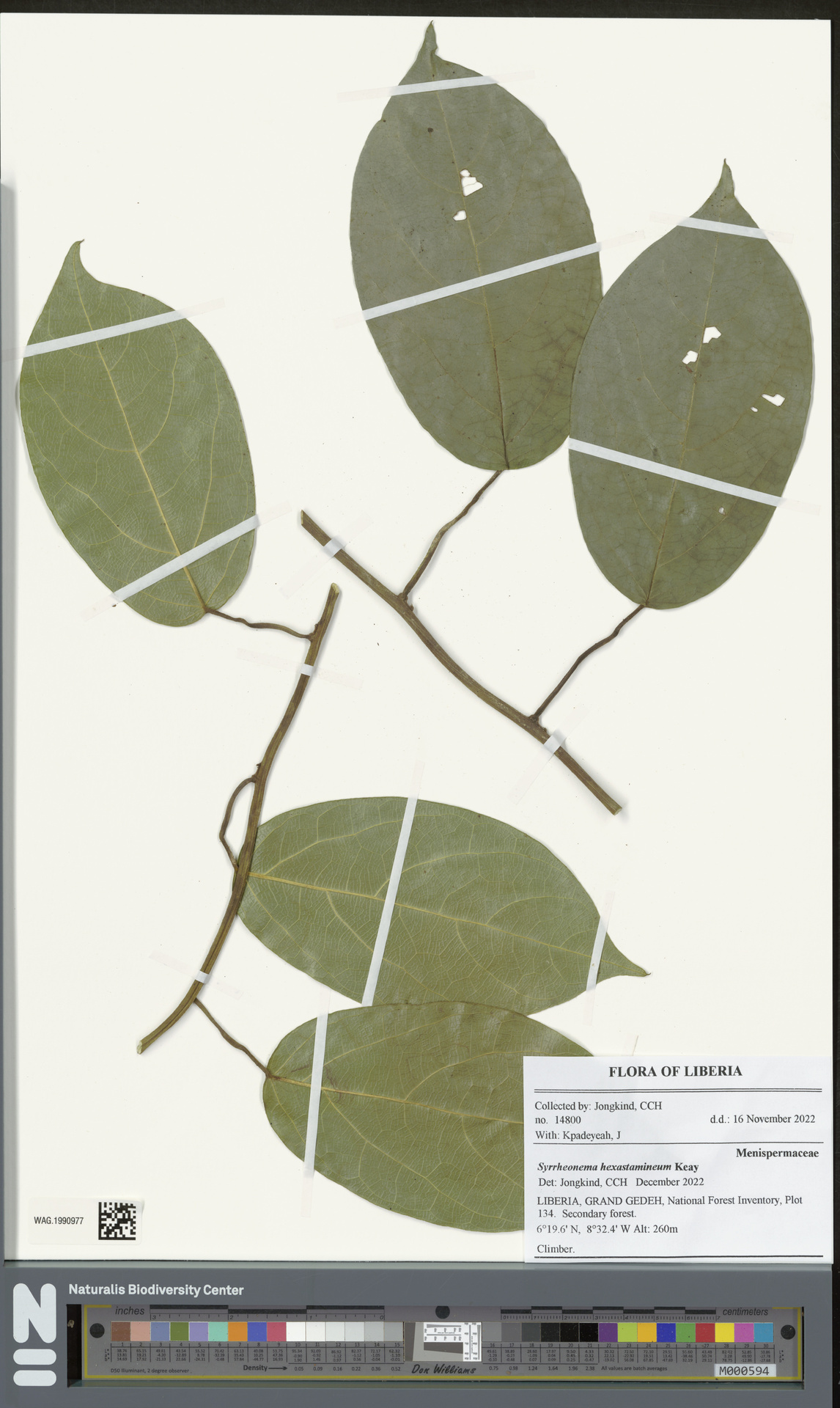 Syrrheonema hexastamineum